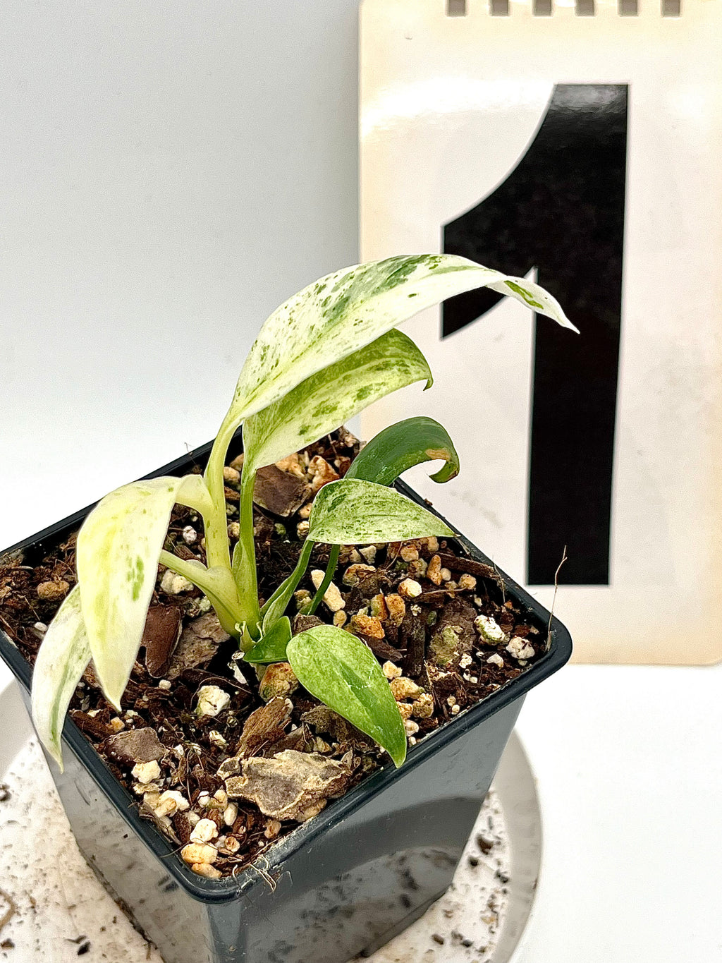 Epipremnum Giganteum Variegata