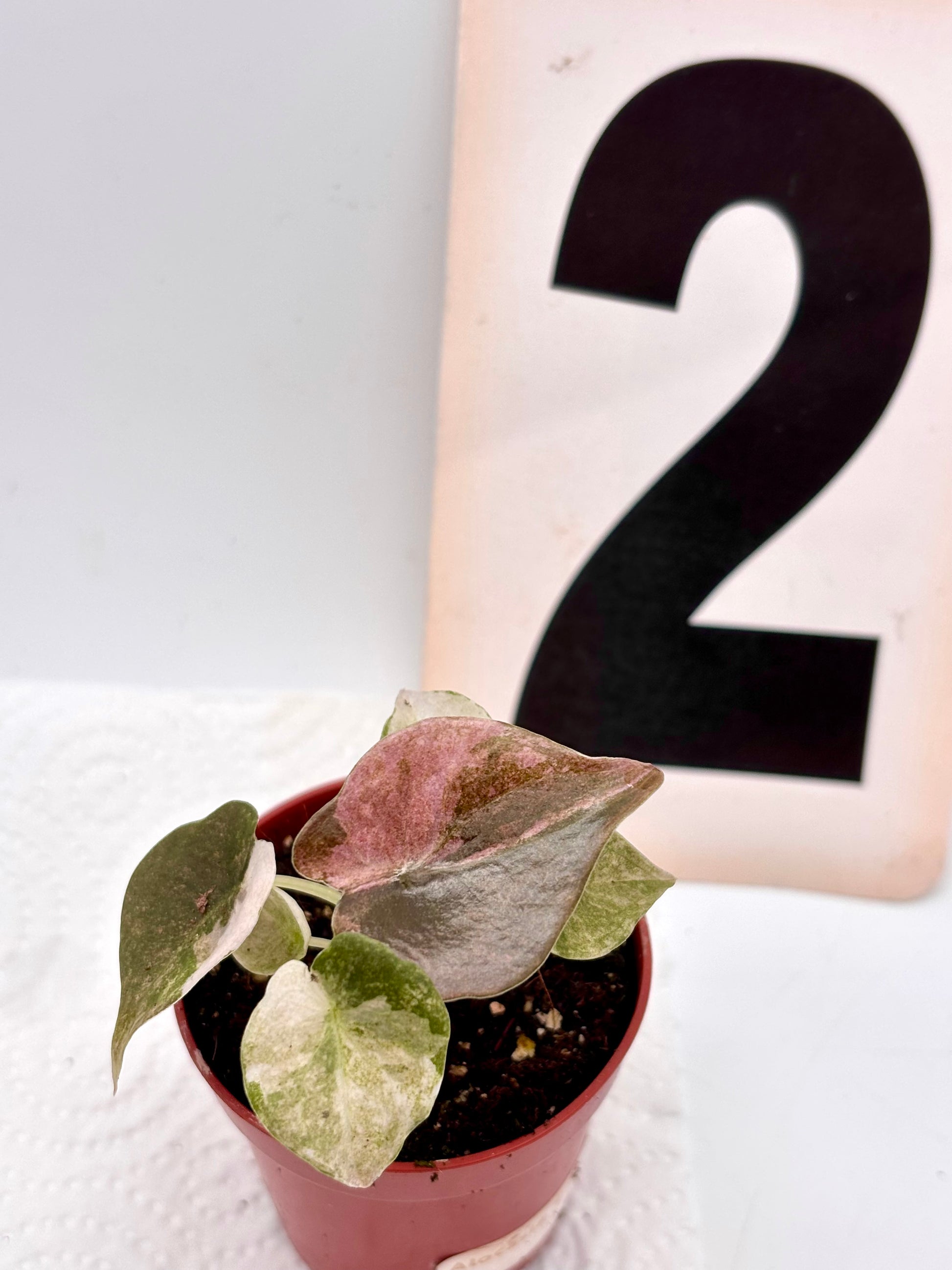 Alocasia Cuprea Mint Variegata