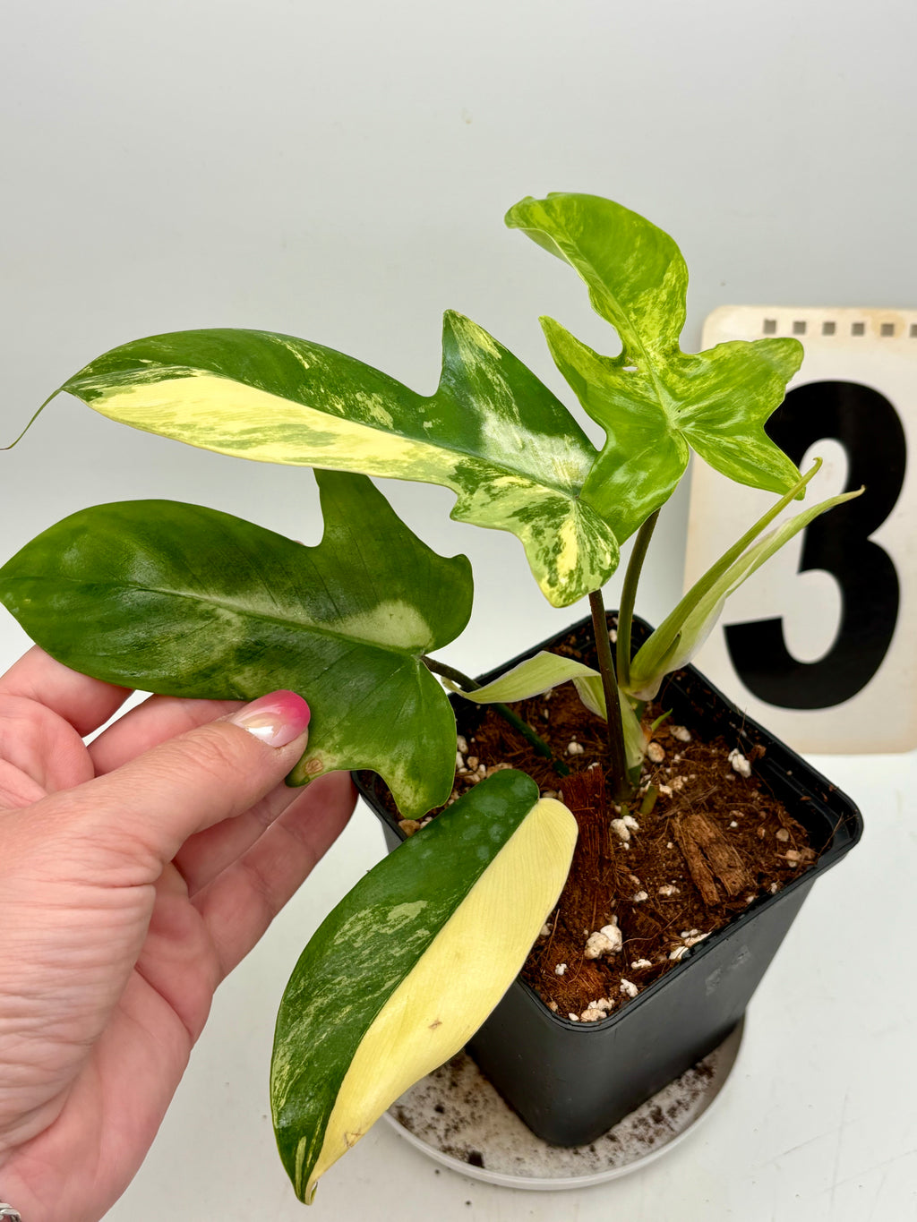 Grüner Philodendron Florida Beauty von Exotic-Flowers mit großen, glänzenden Blättern, im Topf auf einem Tisch.