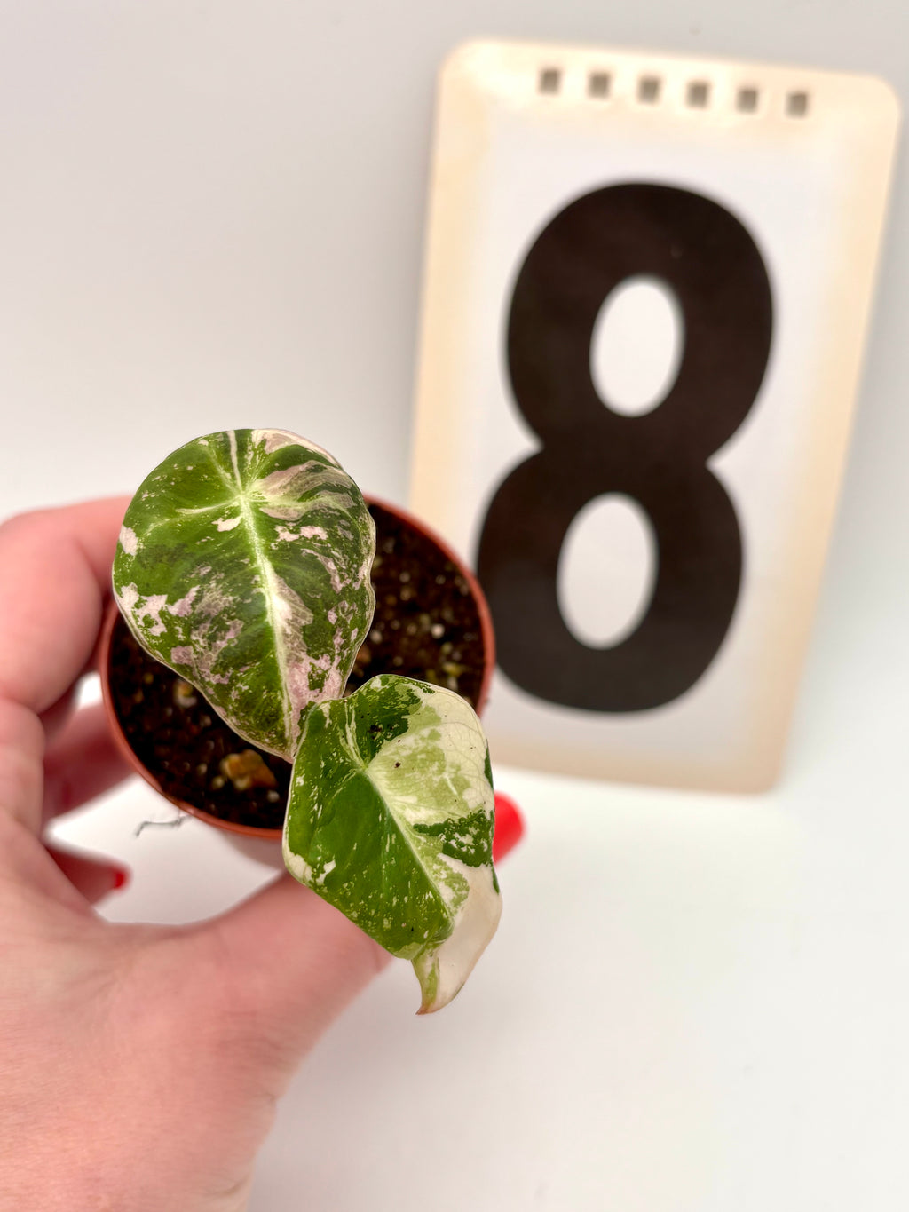 Alocasia Black Velvet Variegata