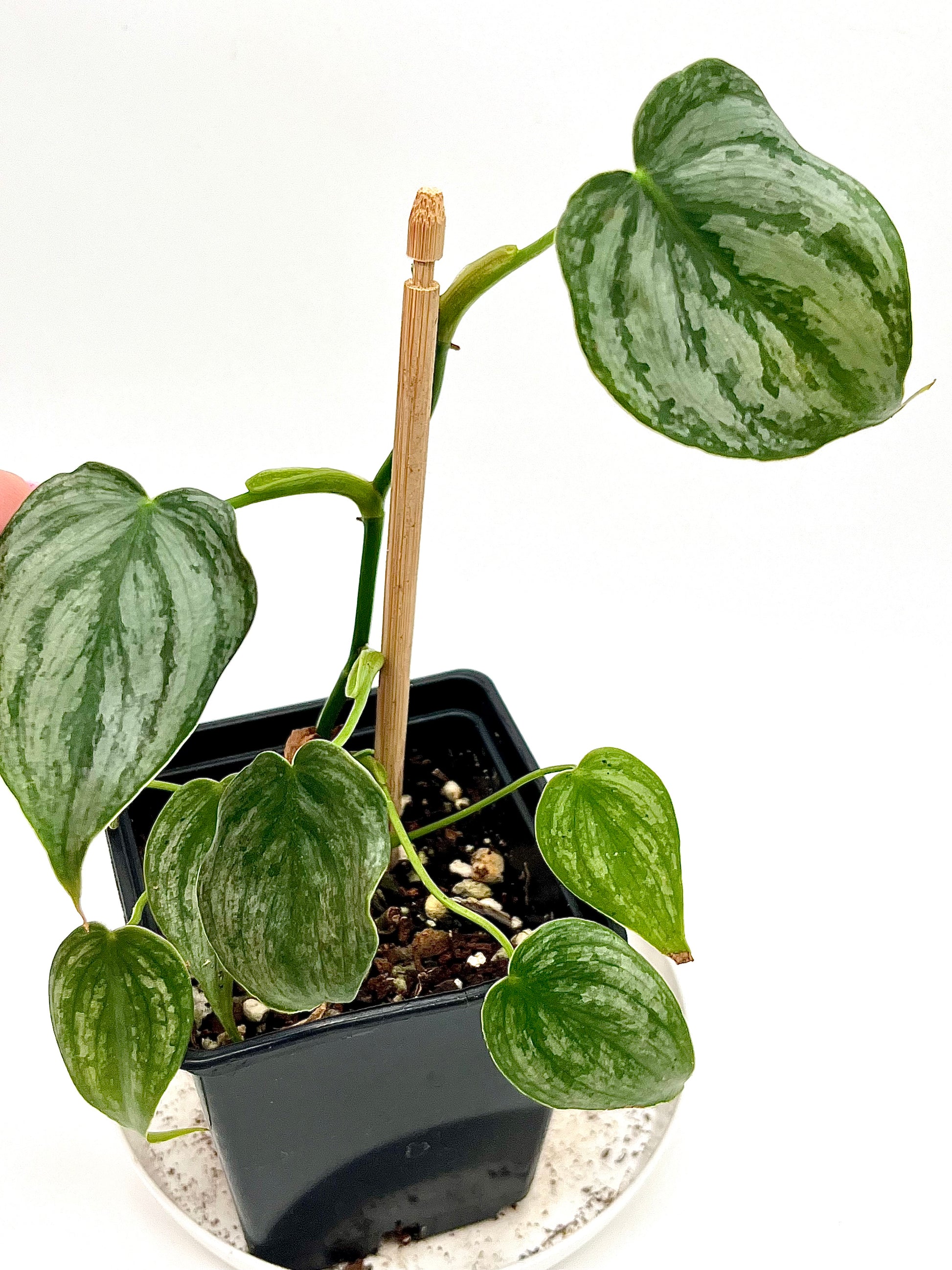 Philodendron Brandtianum