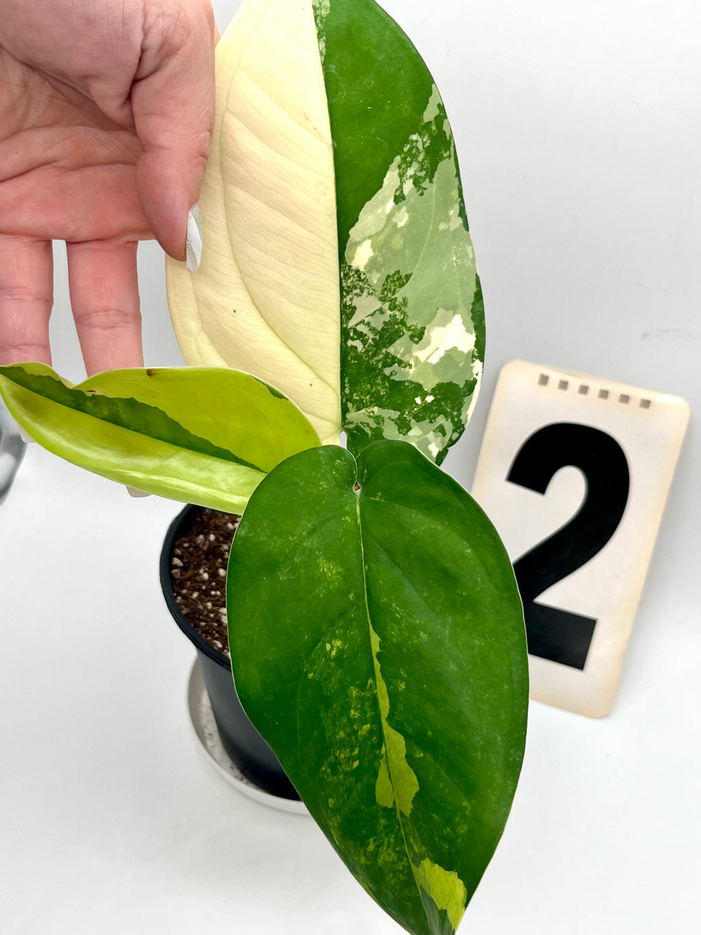 Syngonium Chiapense Variegata
