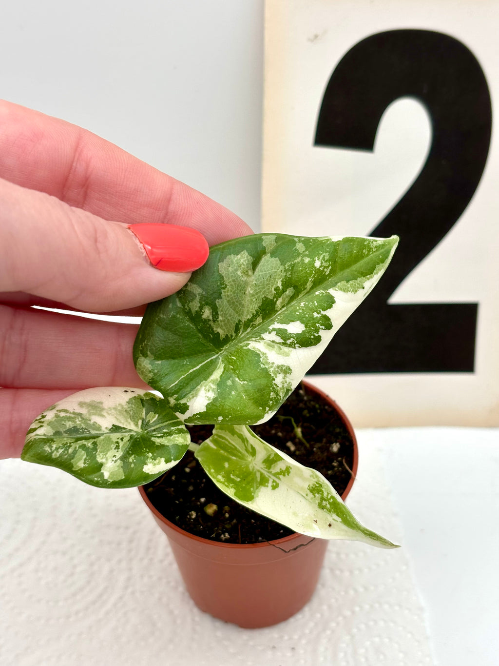 Alocasia Maharani Variegata