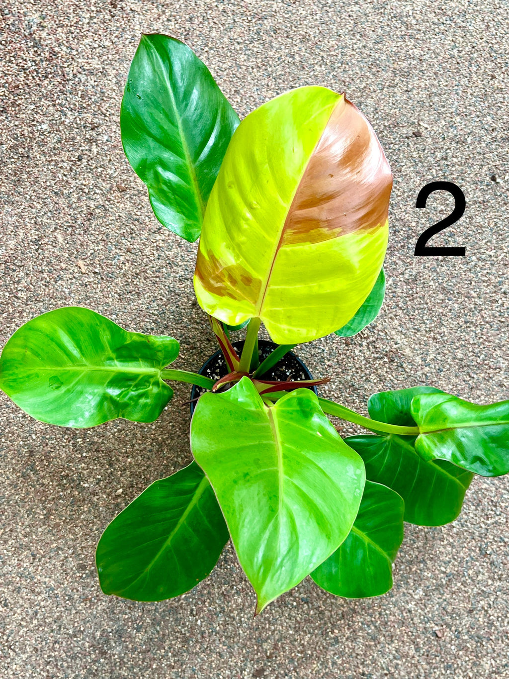 Philodendron Yellow Flame