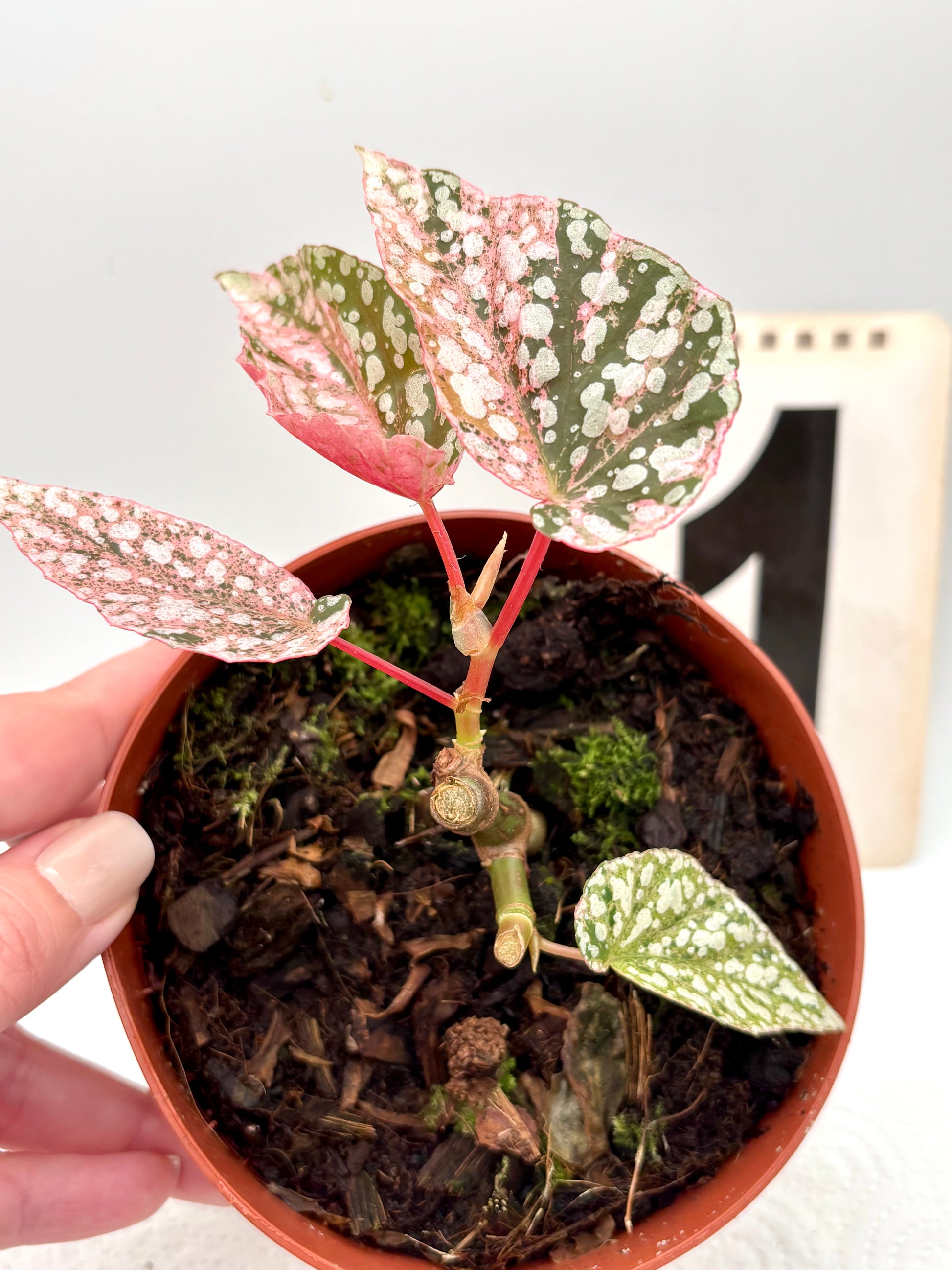 Begonia Snowcap Variegata
