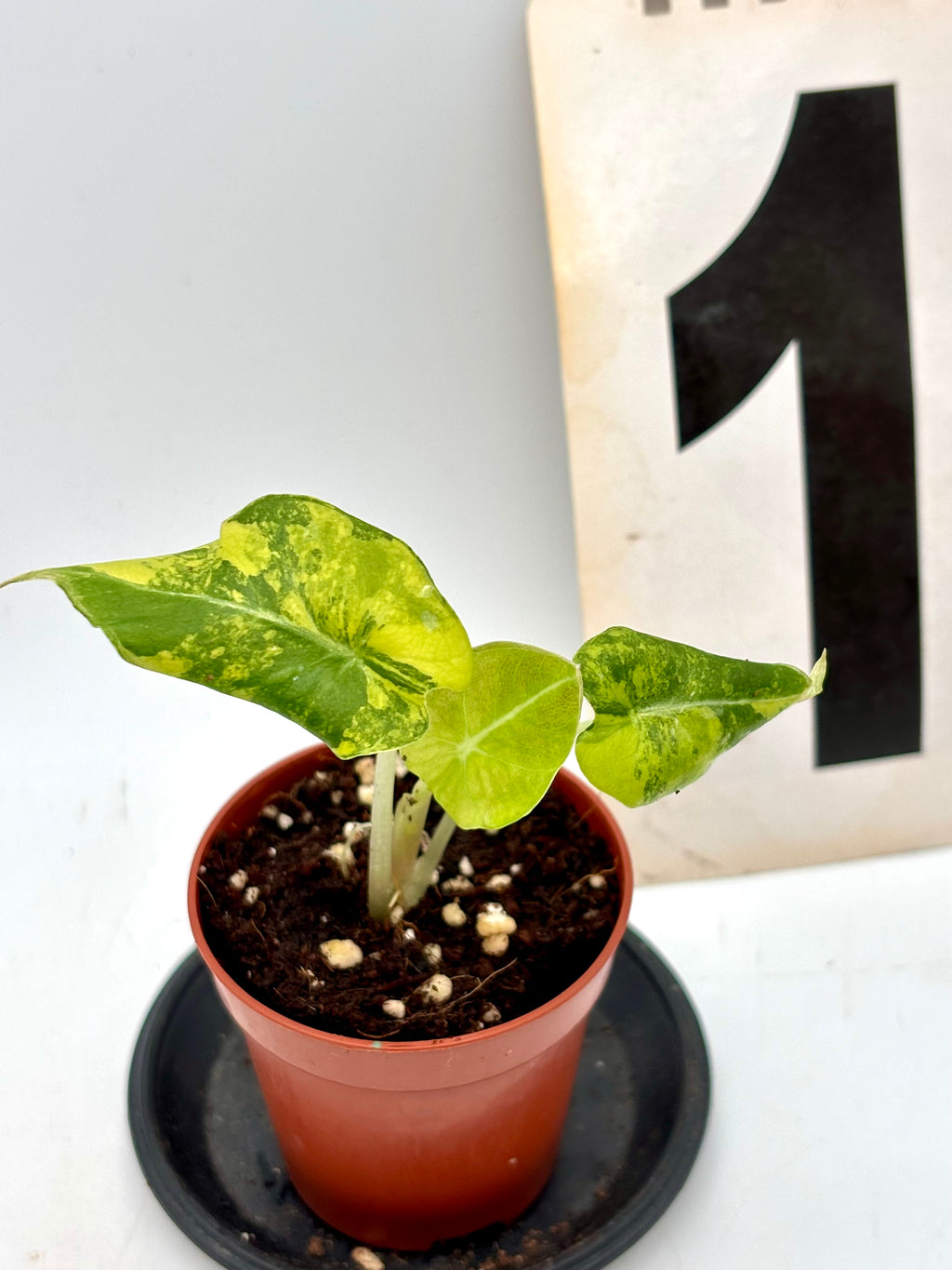 Alocasia Black Velvet Aurea Variegata