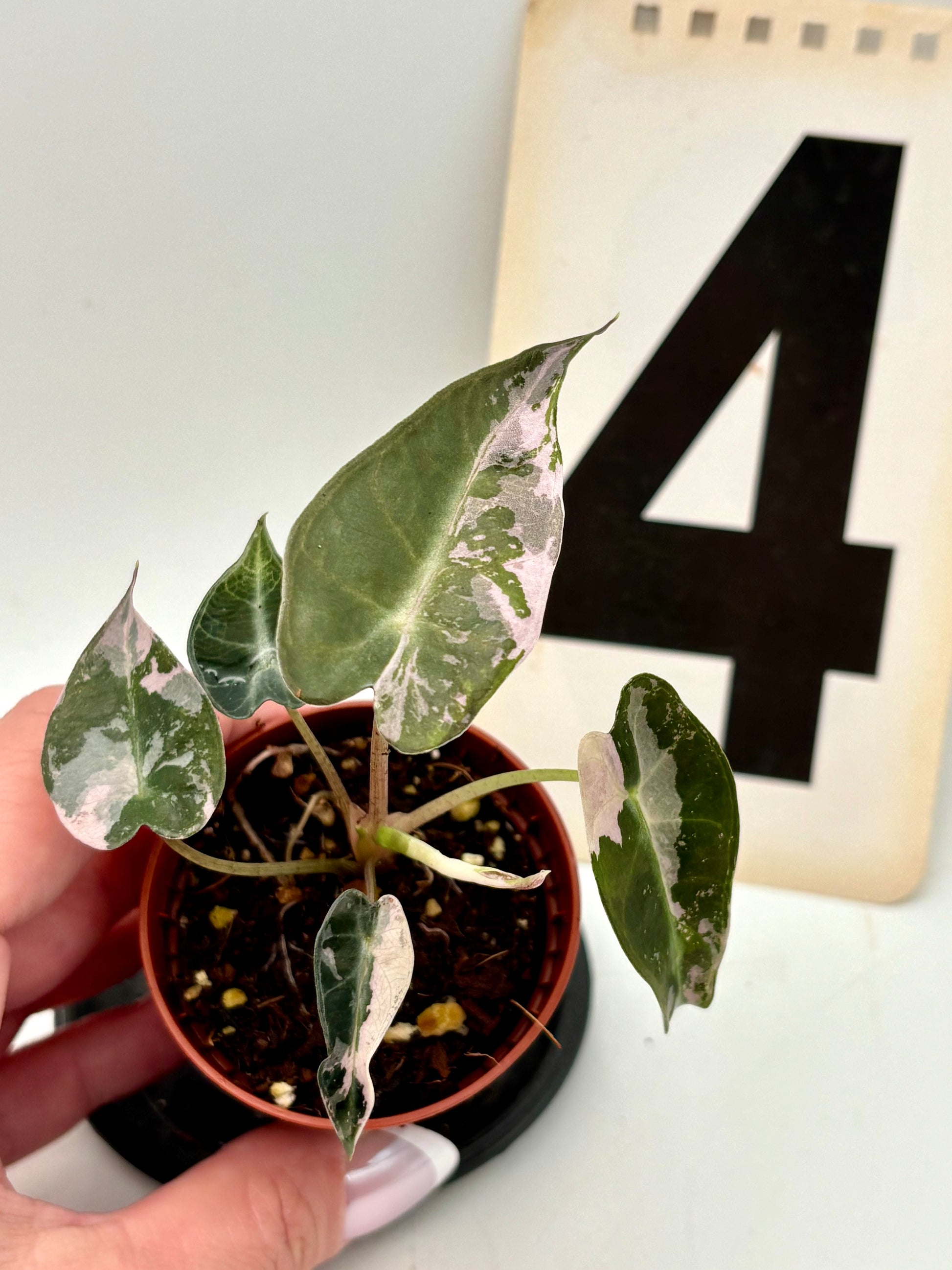 Alocasia Bambino Variegata