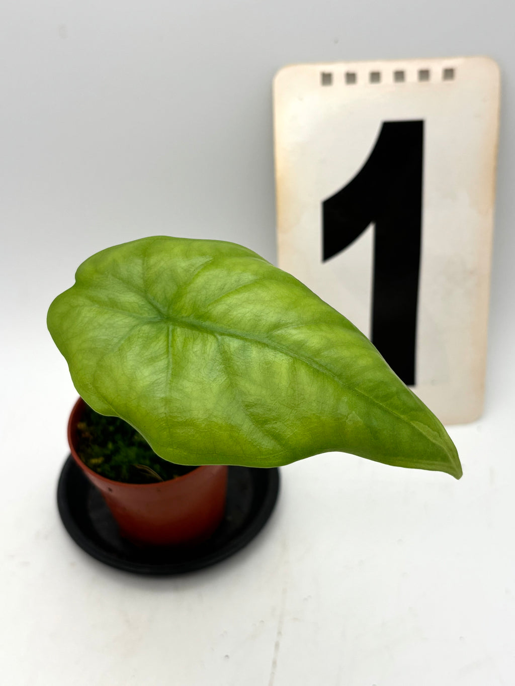 Große Alocasia Boyceana Pflanze mit glänzenden, dunkelgrünen Blättern und markanten weißen Adern, im Topf aufgestellt.