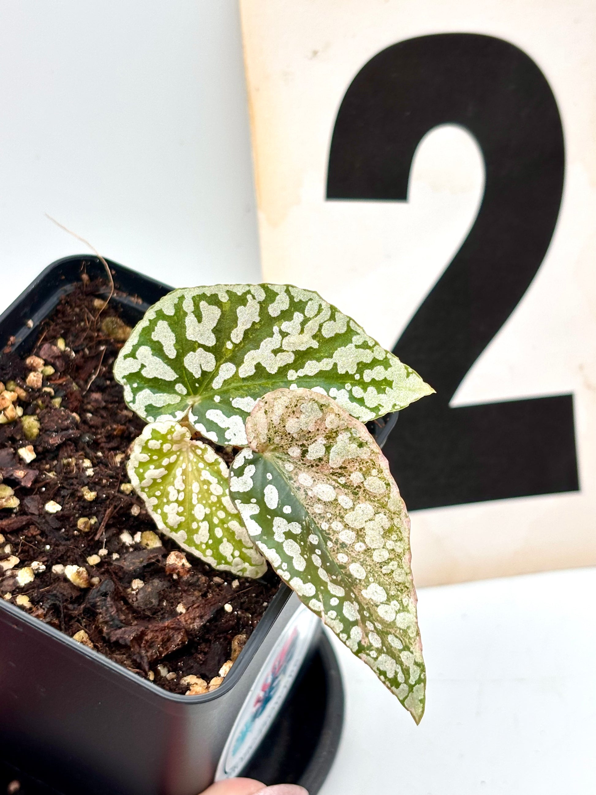 Begonia Snowcap Variegata