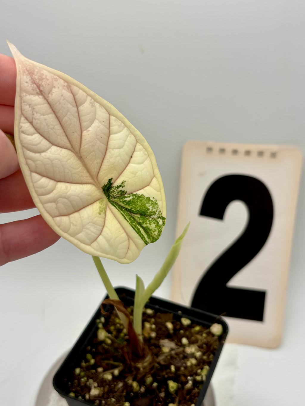 Alocasia Dragon Scale Variegata