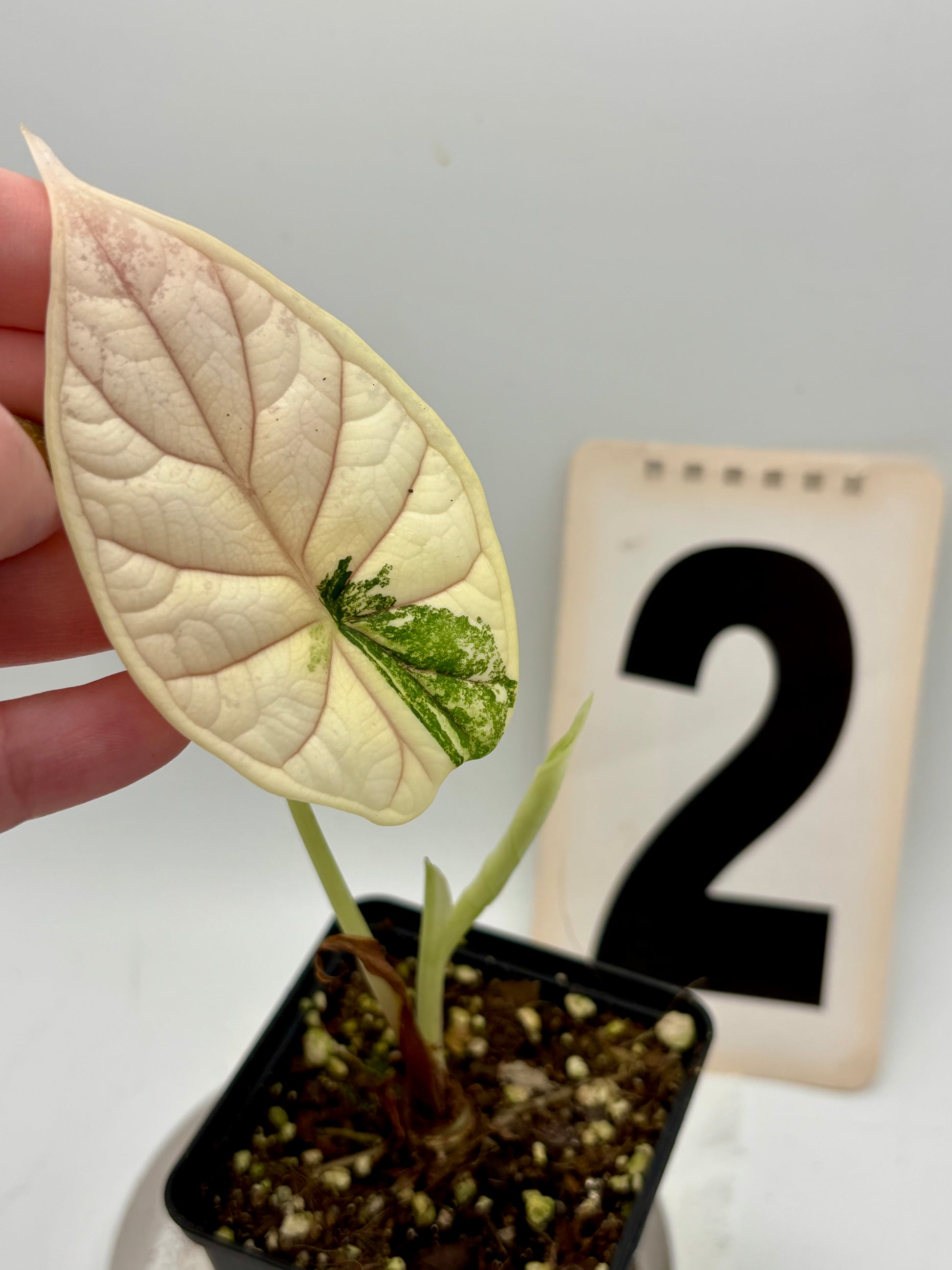 Alocasia Dragon Scale Variegata