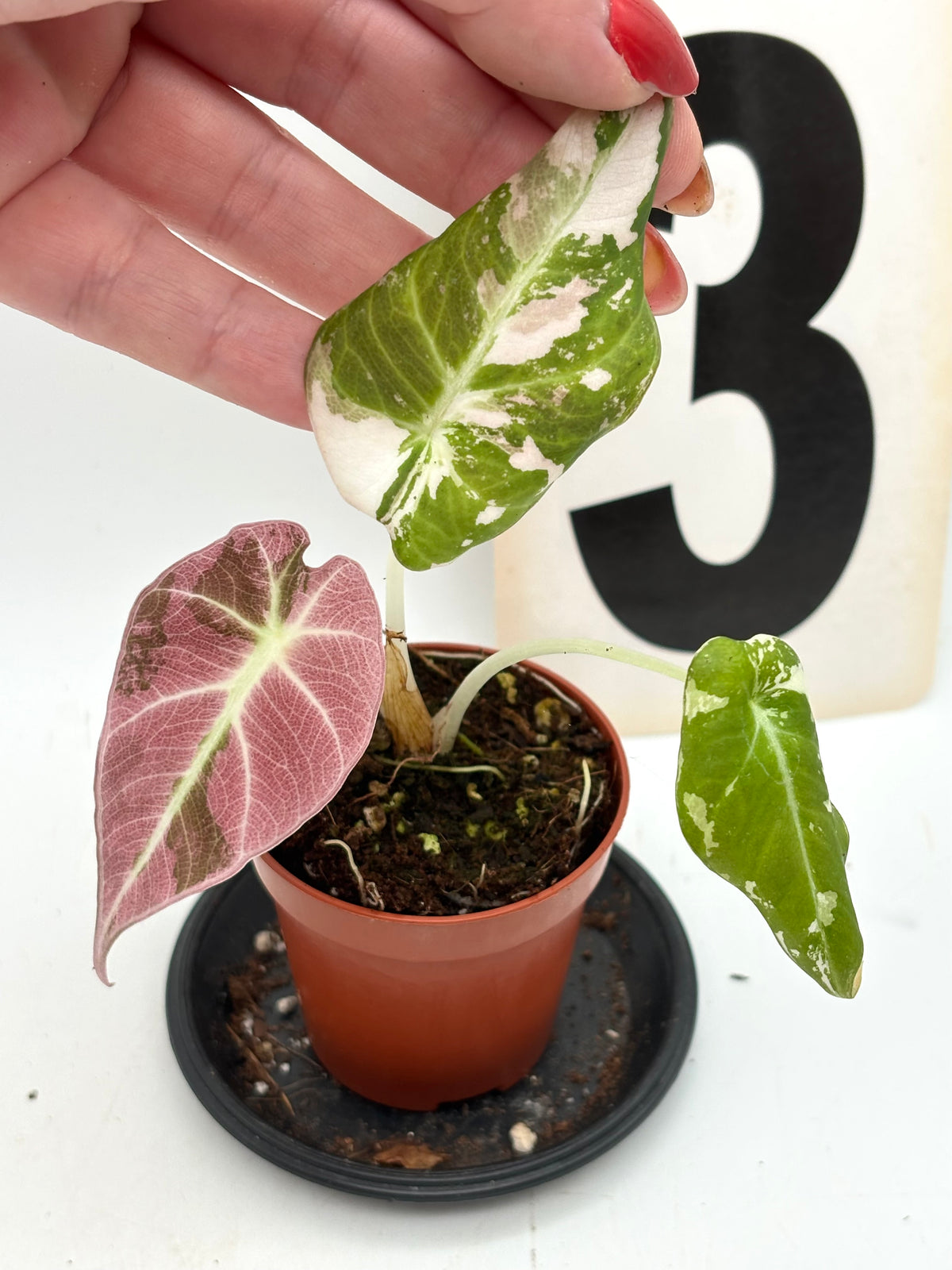 Alocasia Black Velvet Variegata Pflanze mit dunklen, samtigen Blättern und weißen Variegationsmustern, von Exotic-Flowers