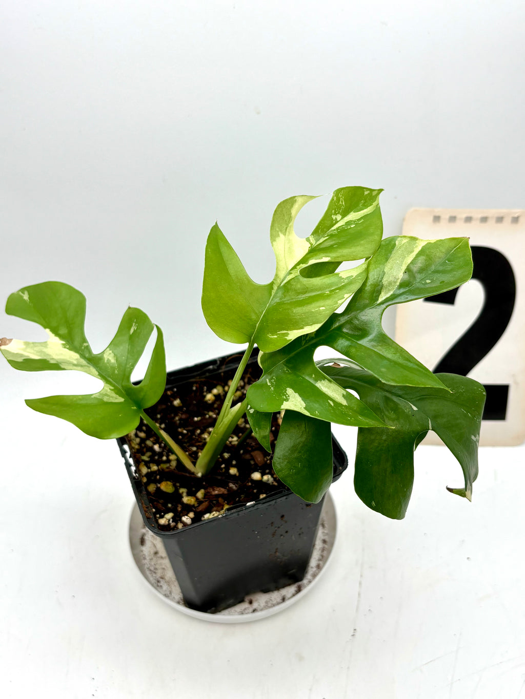 Rhaphidophora Tetrasperma Albo Variegata im Topf, dekorative Monstera Minima Pflanze mit weißen Blattvariegationen.