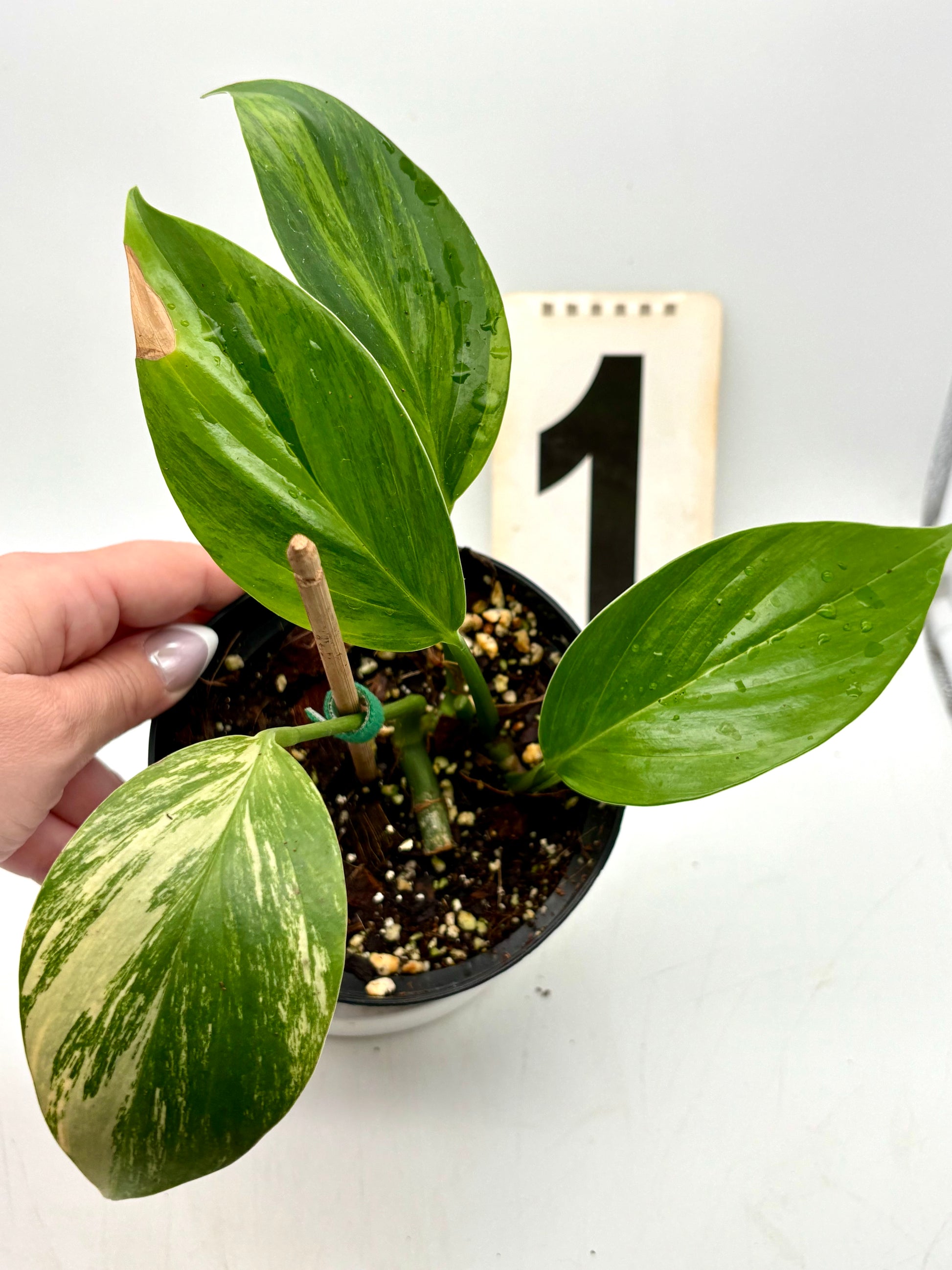 Philodendron Dragon Tail Variegata von Exotic-Flowers, grüne und variegierte Blätter mit langen, schlangenförmigen Blattformen.