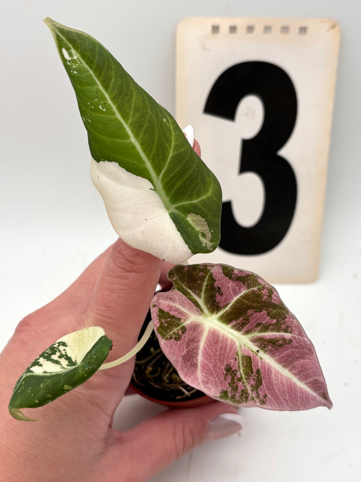 Alocasia Black Velvet Variegata