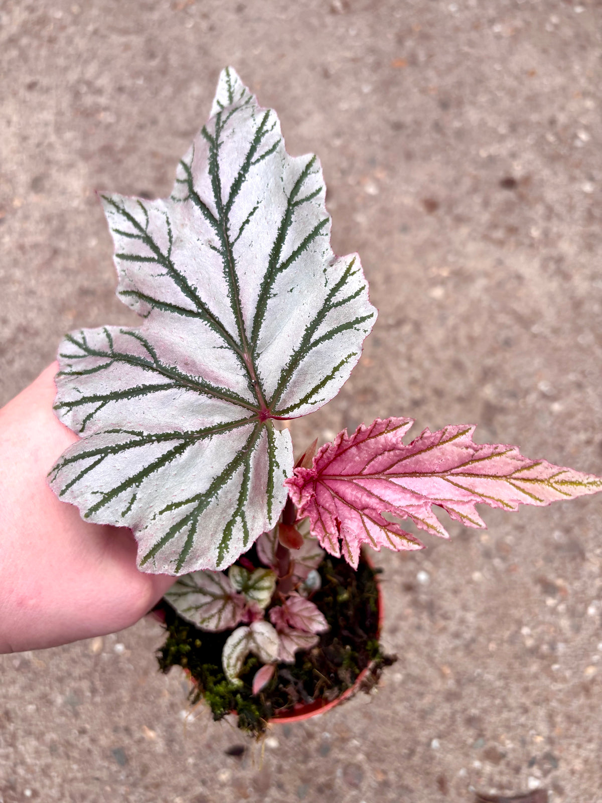 Begonia LaMoon