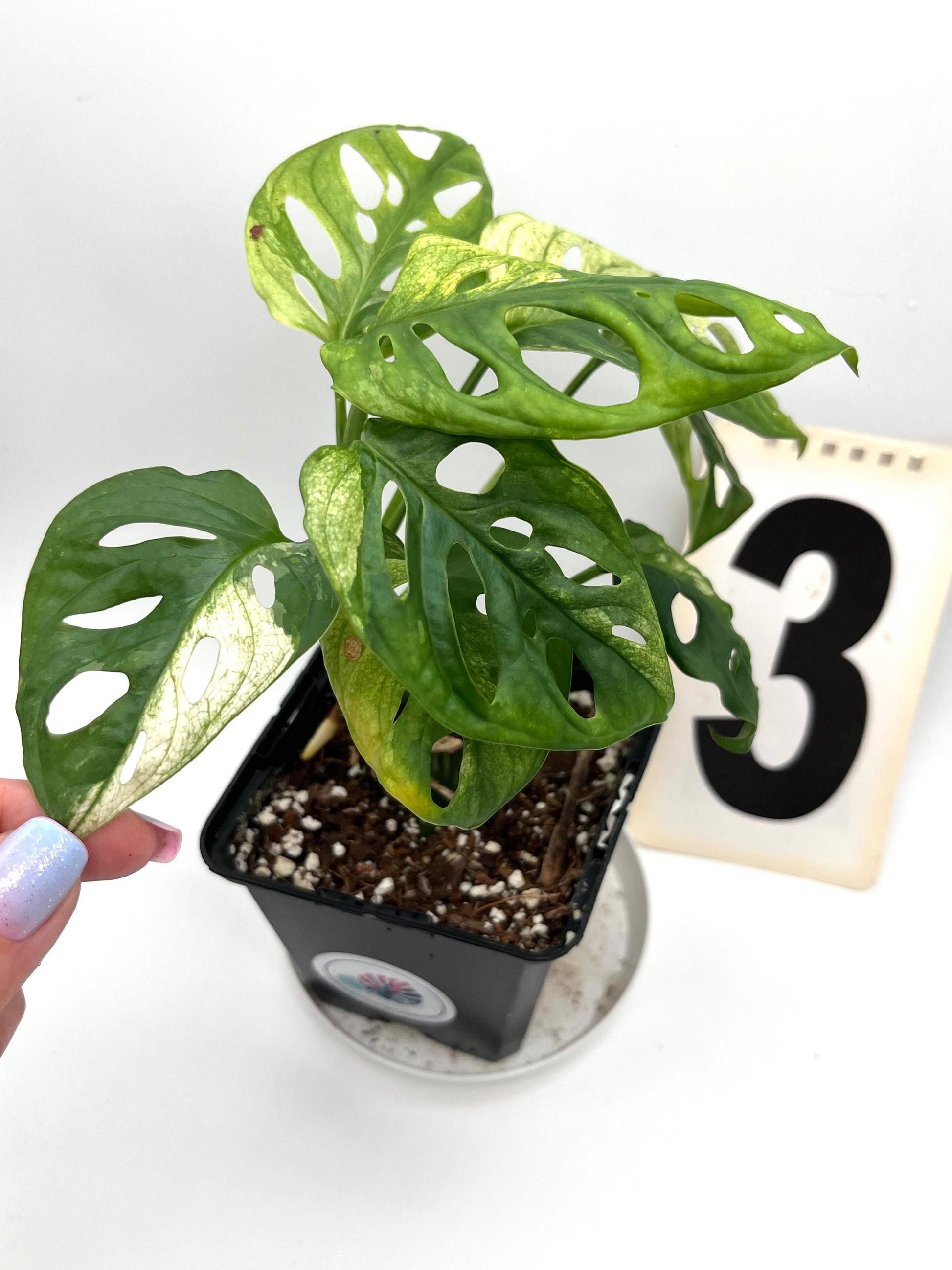 Monstera Adansonii Variegata