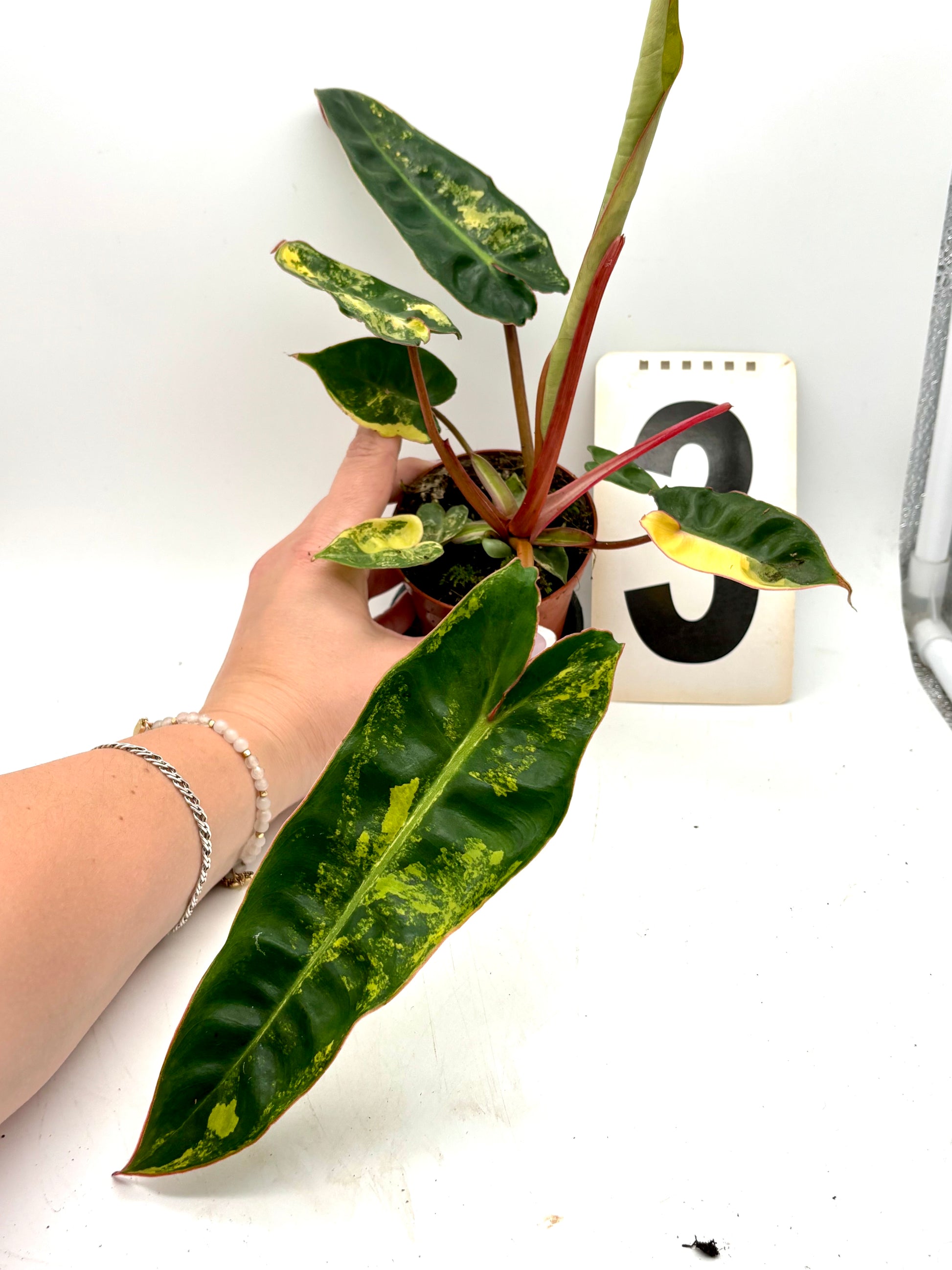 philodendron billietiae variegated Philodendron Billietiae Variegata – Exotic-Flowers