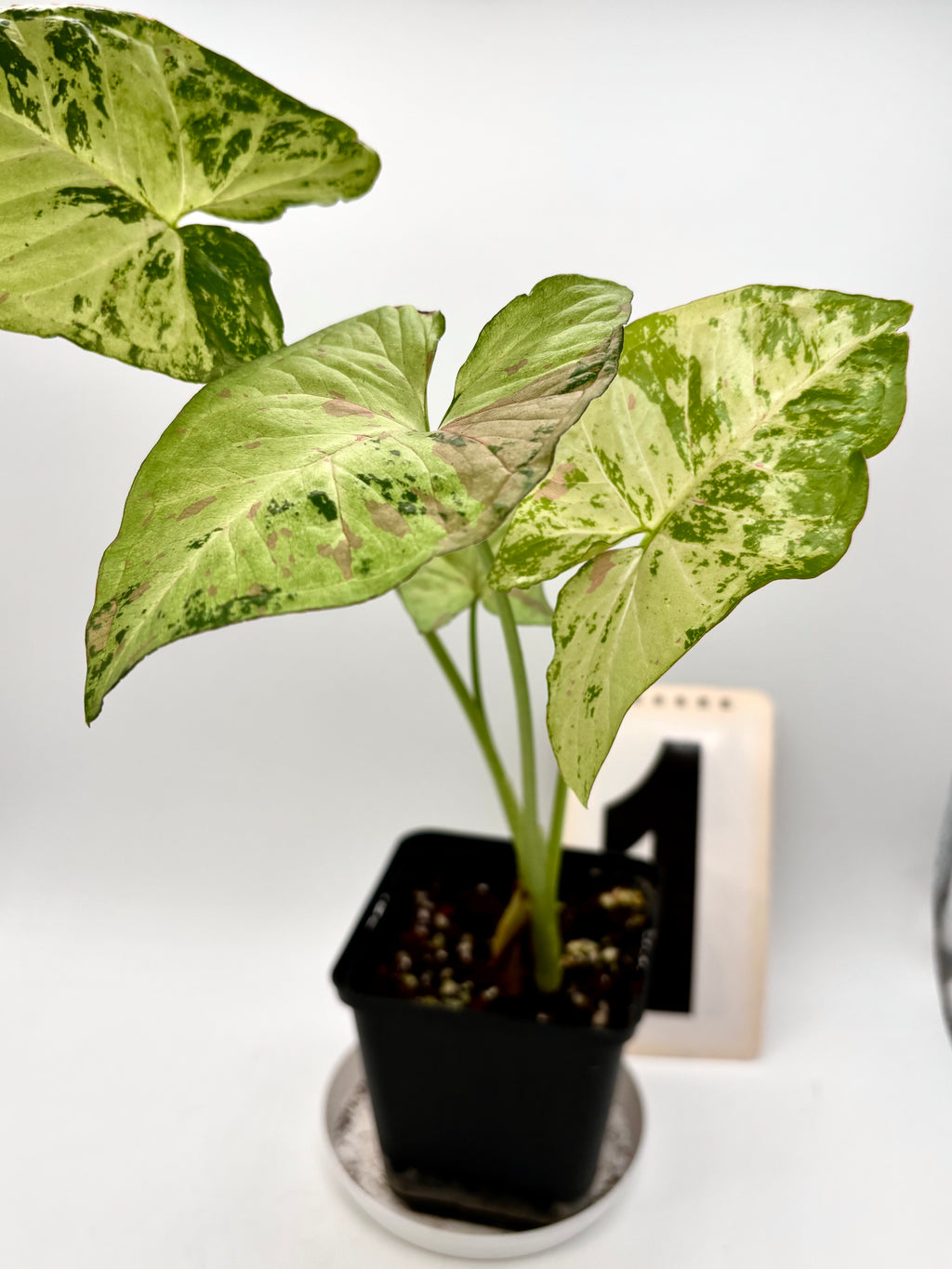 Syngonium Confetti Tricolor