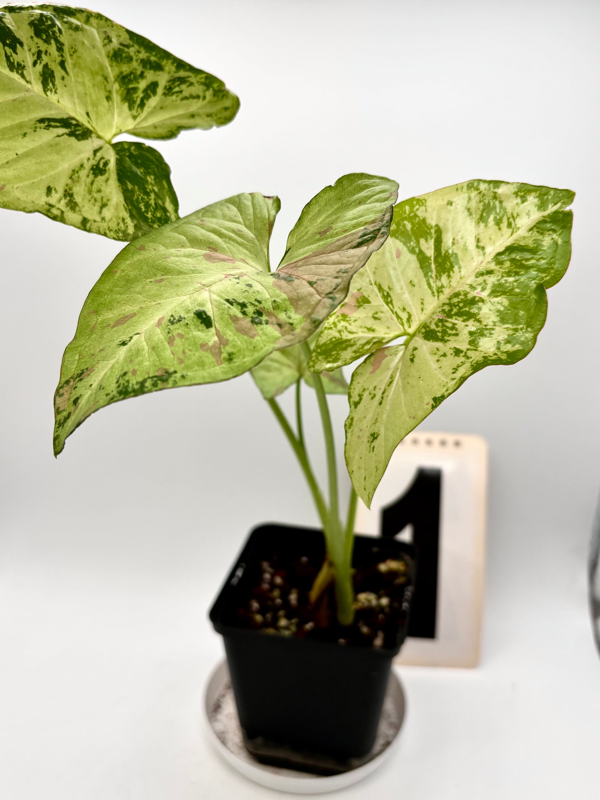 Syngonium Confetti Tricolor