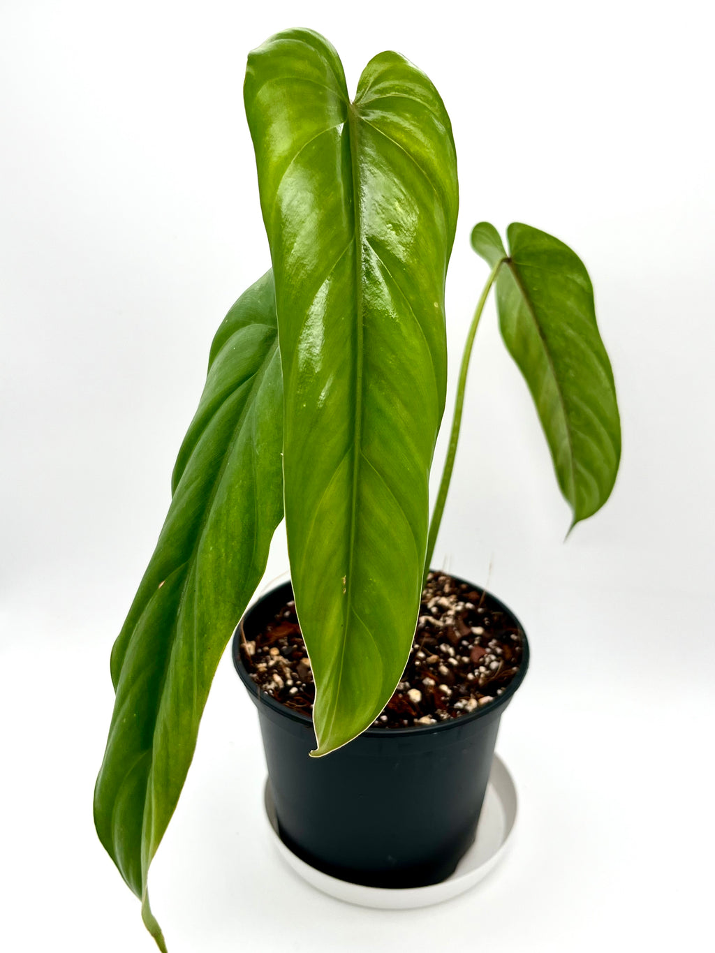 Philodendron Dolichogynium