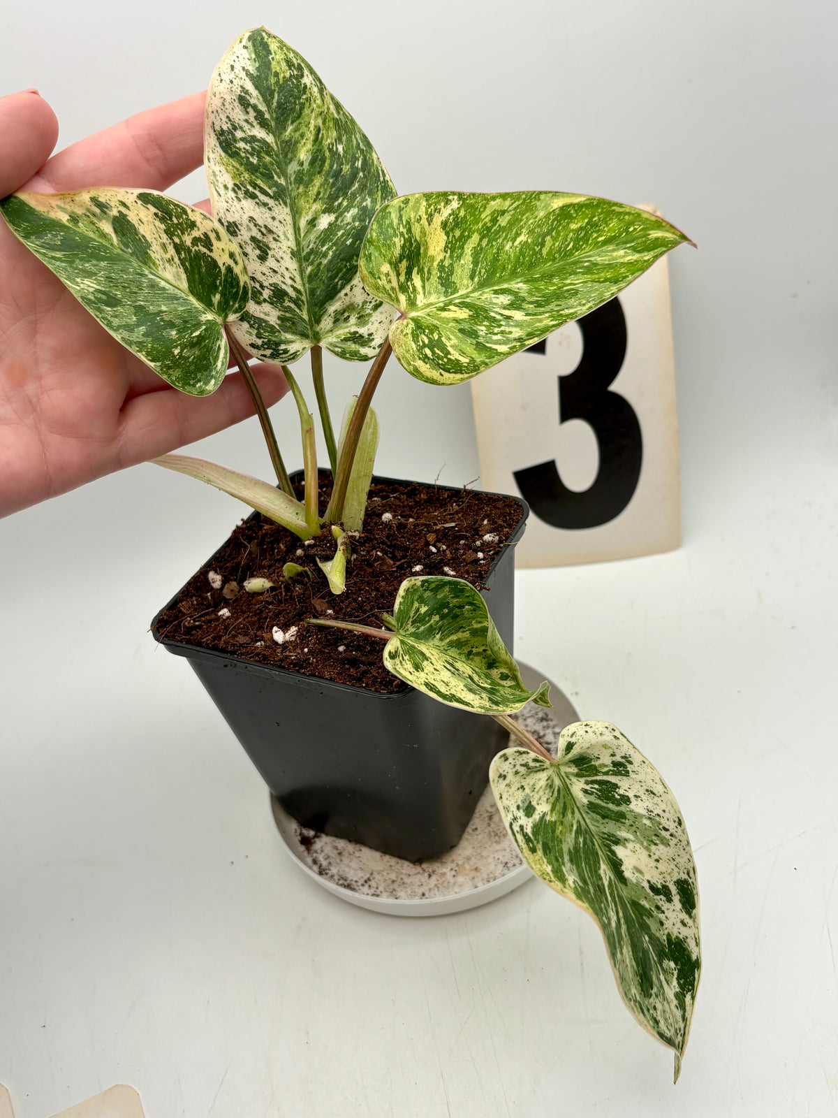 Philodendron Emerald Queen Variegata von Exotic-Flowers, grüne und cremefarbene Blätter, Zimmerpflanze mit dekorativem Laub