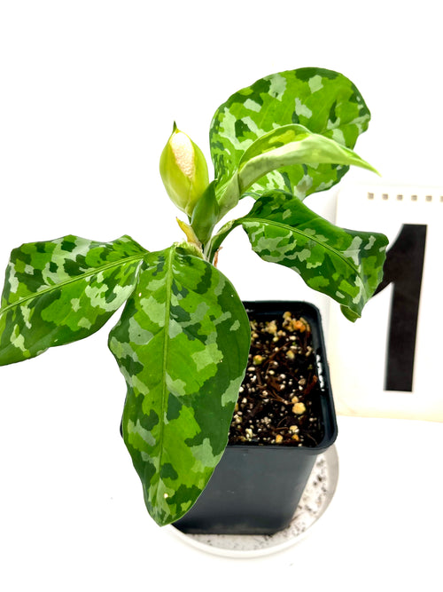 Aglaonema Pictum Tricolor