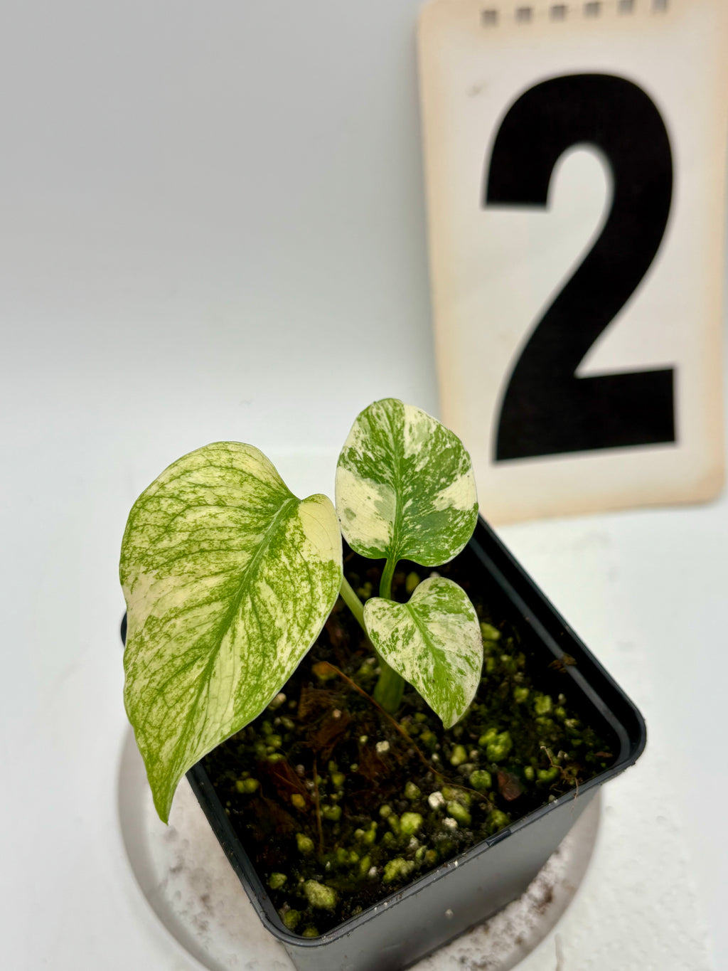 Monstera White Monster