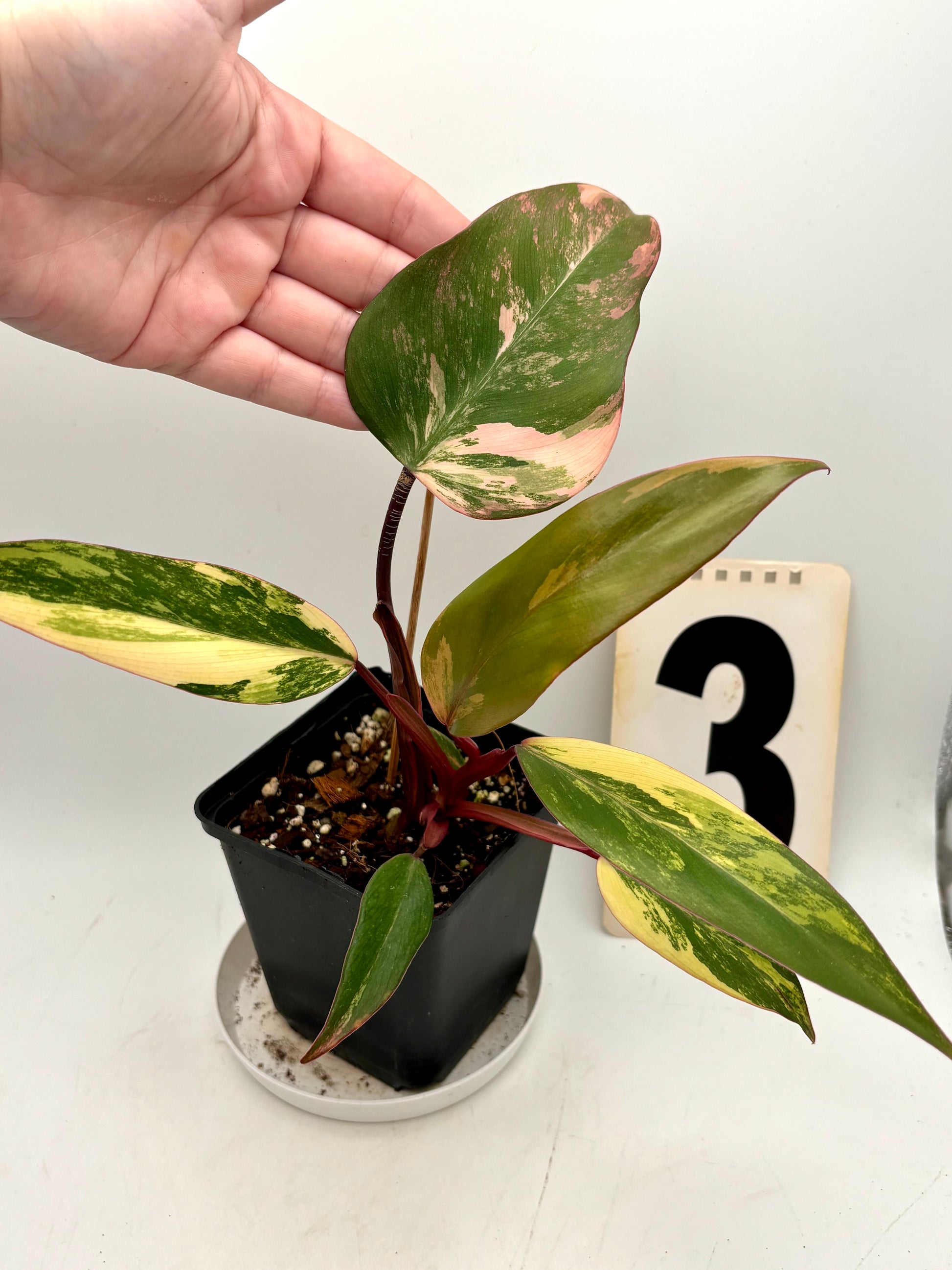 Exotic-Flowers Philodendron Strawberry Shake mit großen, grünen Blättern und roten Flecken, Topfpflanze für Innenräume