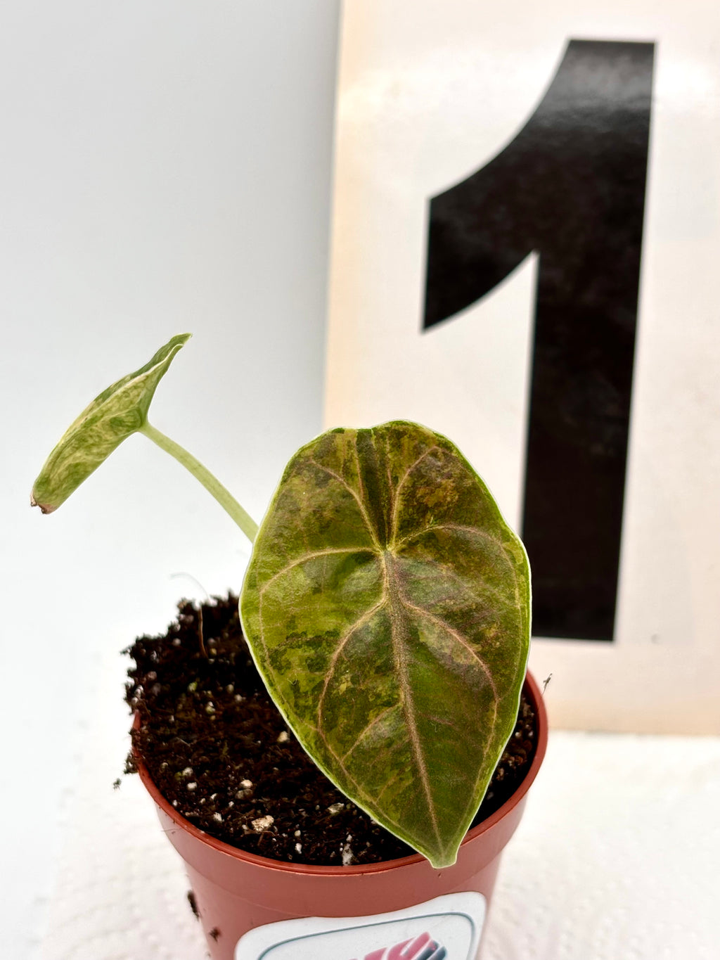 Alocasia Azlanii Aurea Variegata