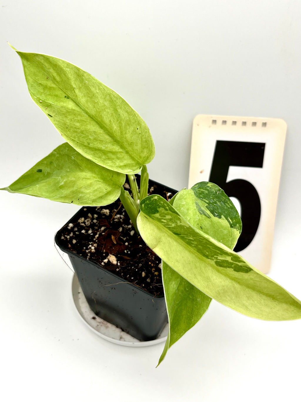 Philodendron Jose Buono