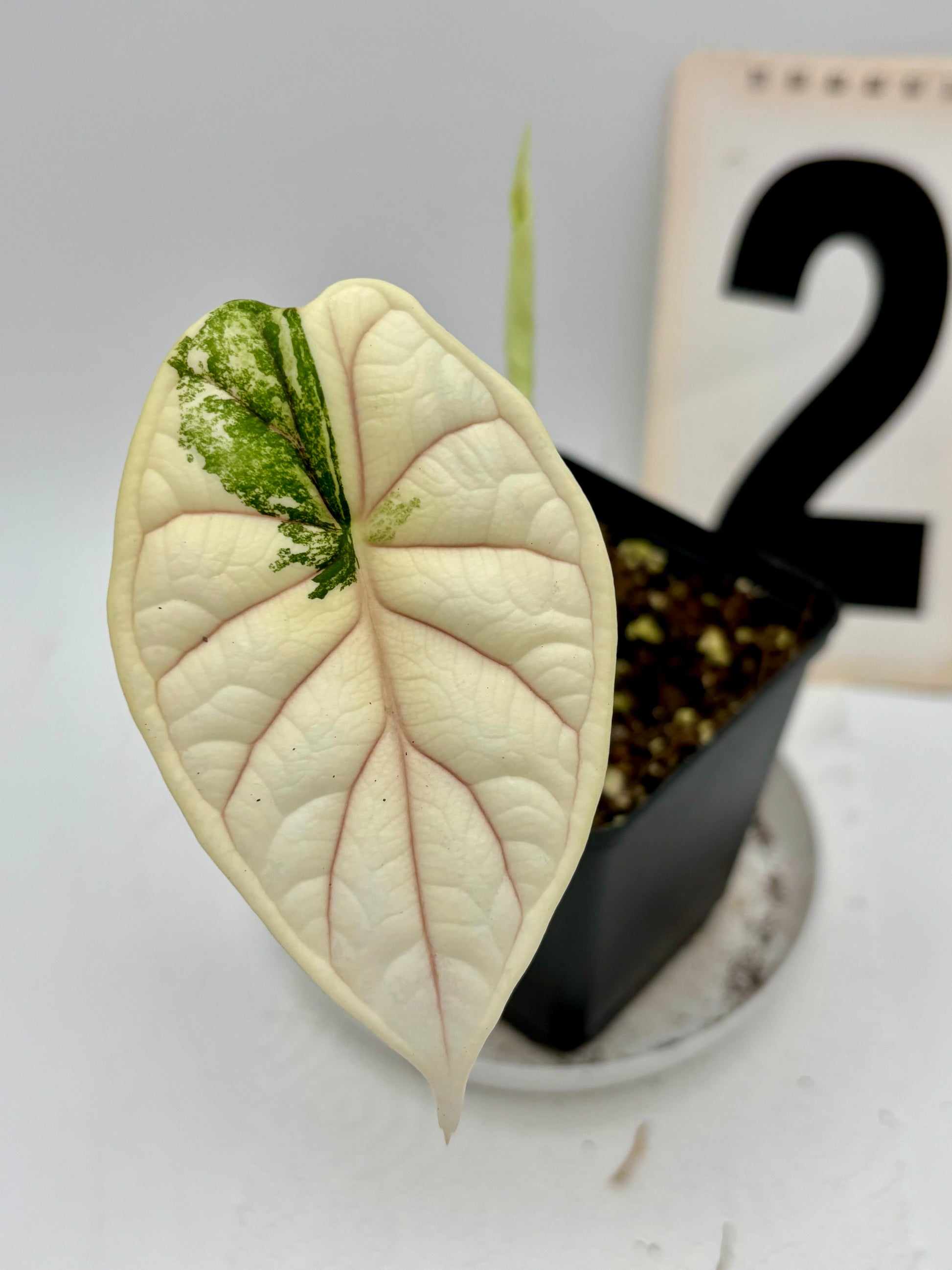 Alocasia Dragon Scale Variegata