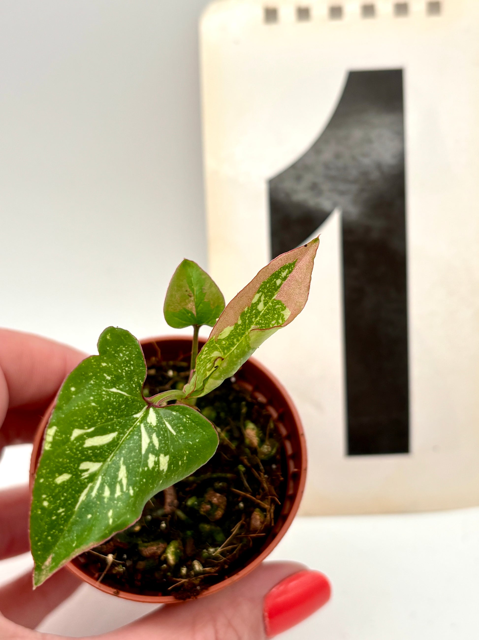 Syngonium Red Spot Tricolor Pflanze mit grünen, roten und weißen Blättern, exotic-flowers Marke, im Top.