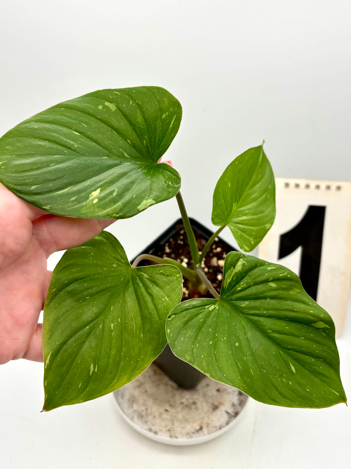 Homalomena Rubescens Variegata Pflanze mit grünen und weißen Blättern, Zimmerpflanze von Exotic-Flowers