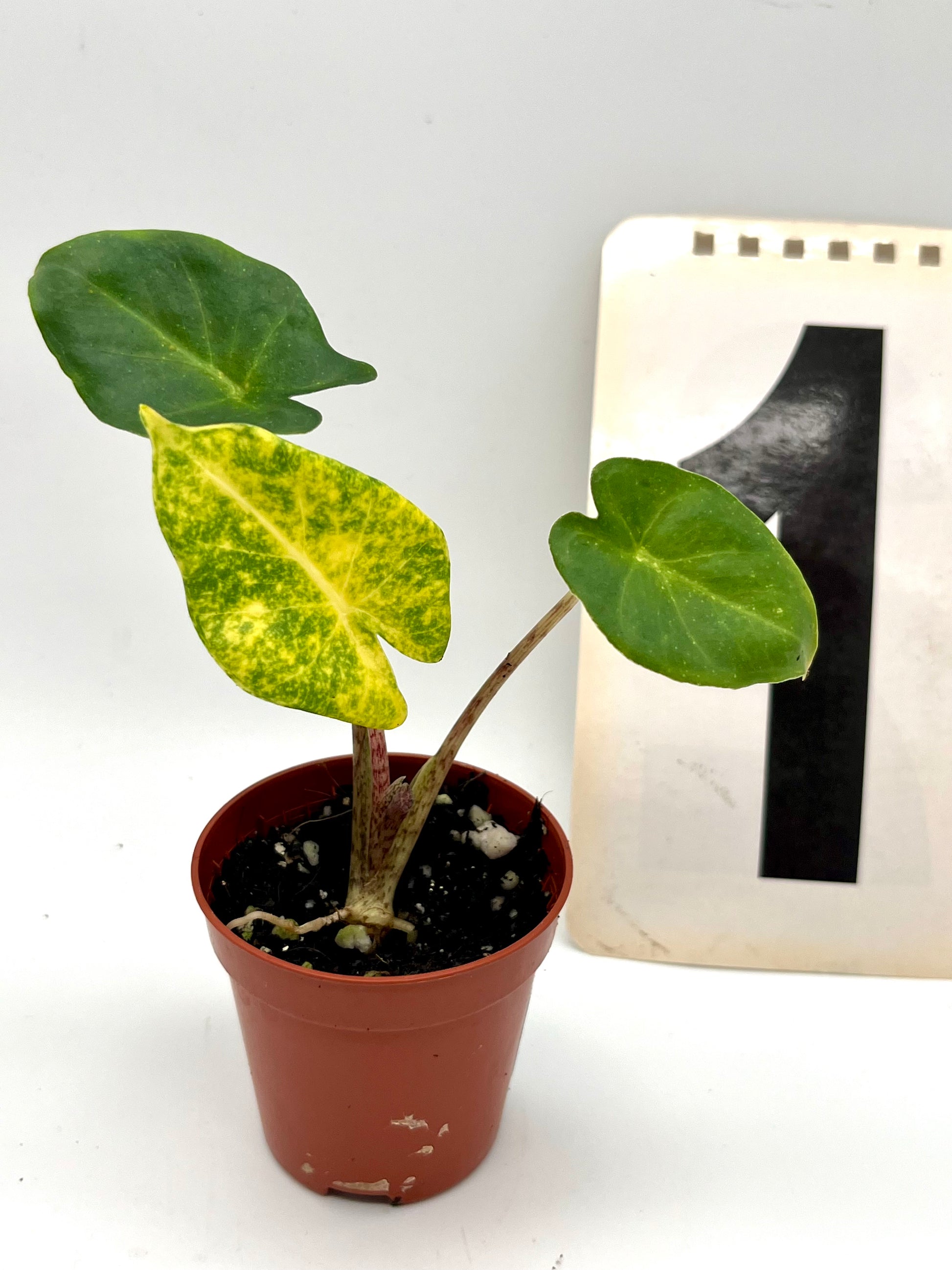Alocasia New Guinea Gold