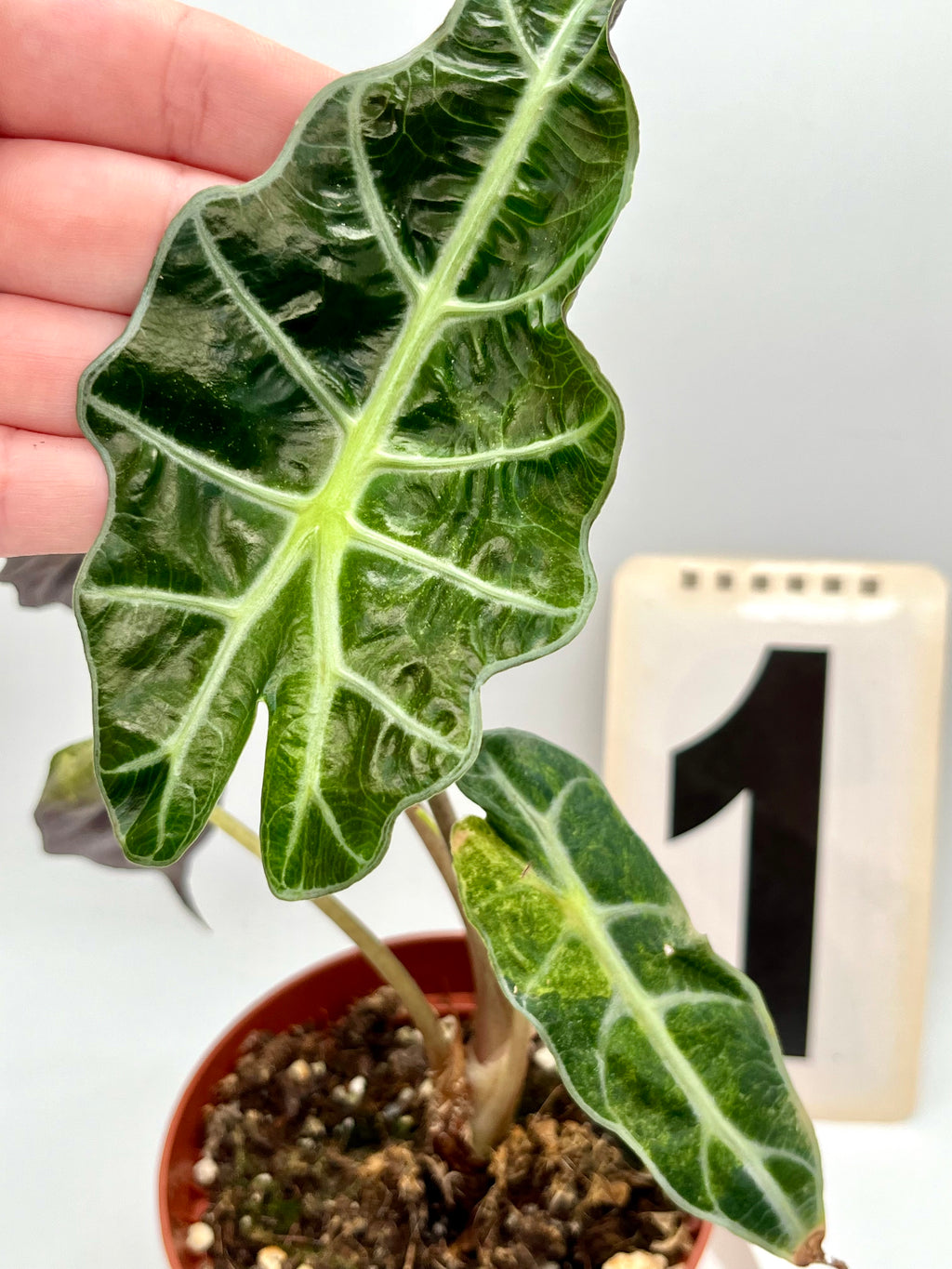 Alocasia Polly Aurea Variegata