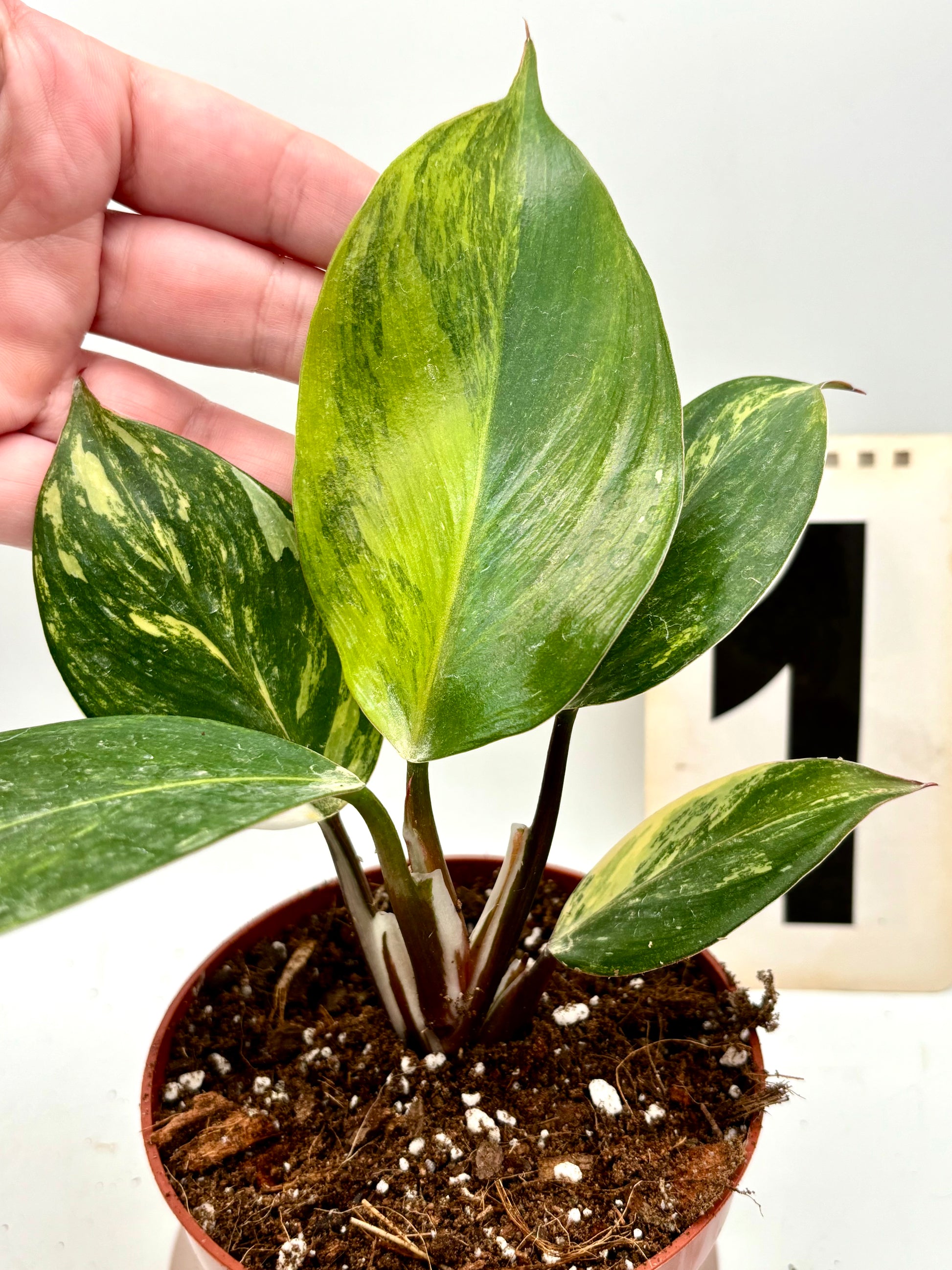 Philodendron White Knight Aurea / Tricolor
