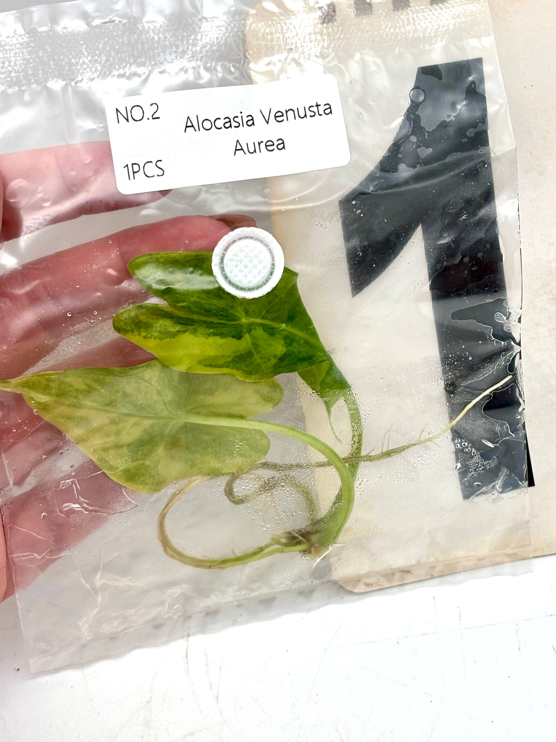 TC - Alocasia Venusta Aurea Variegata