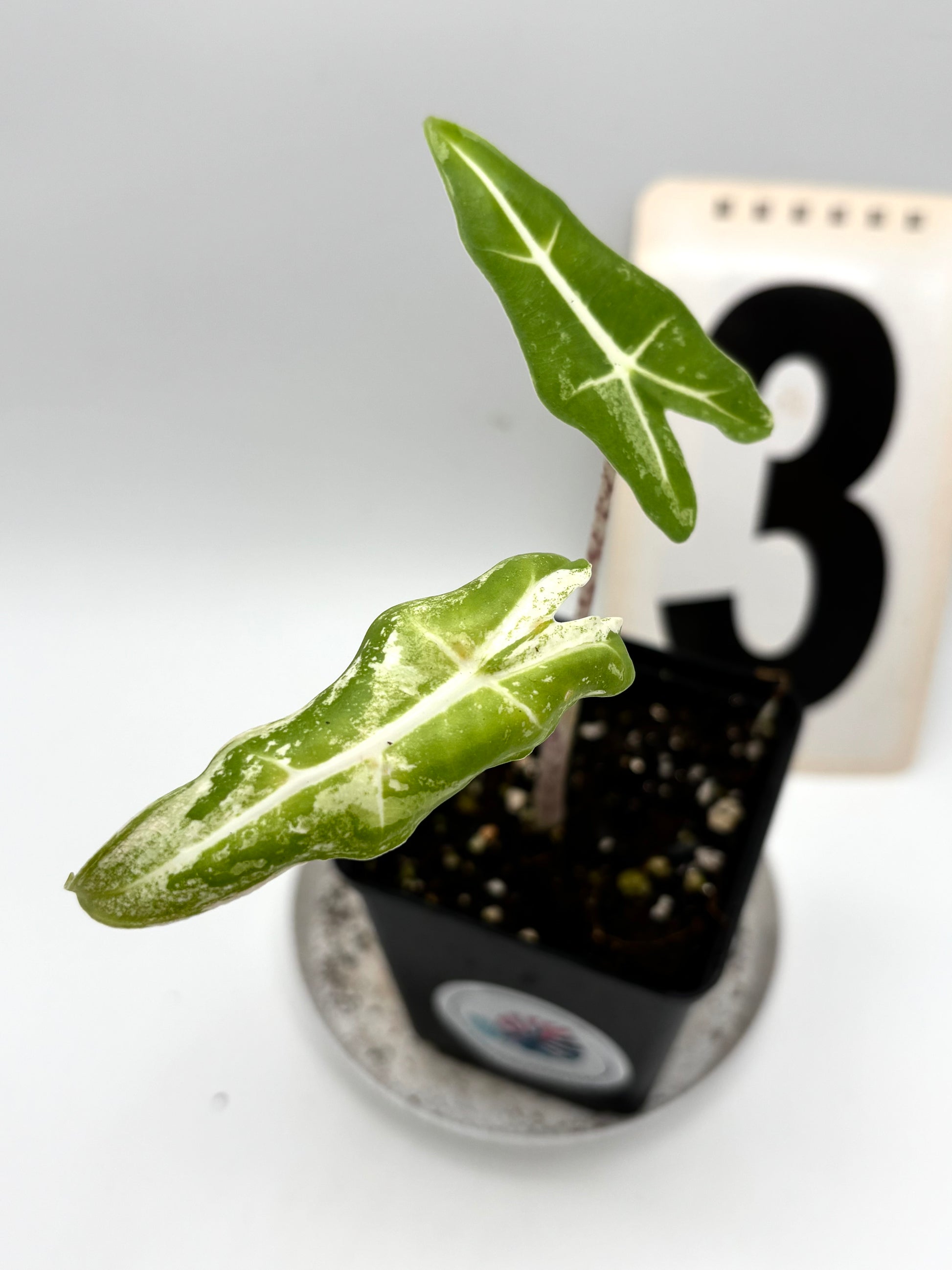 Alocasia Sarian Albo Variegata