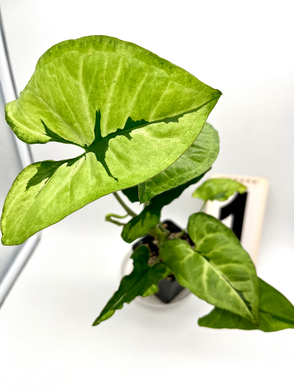 Syngonium Green Beauty