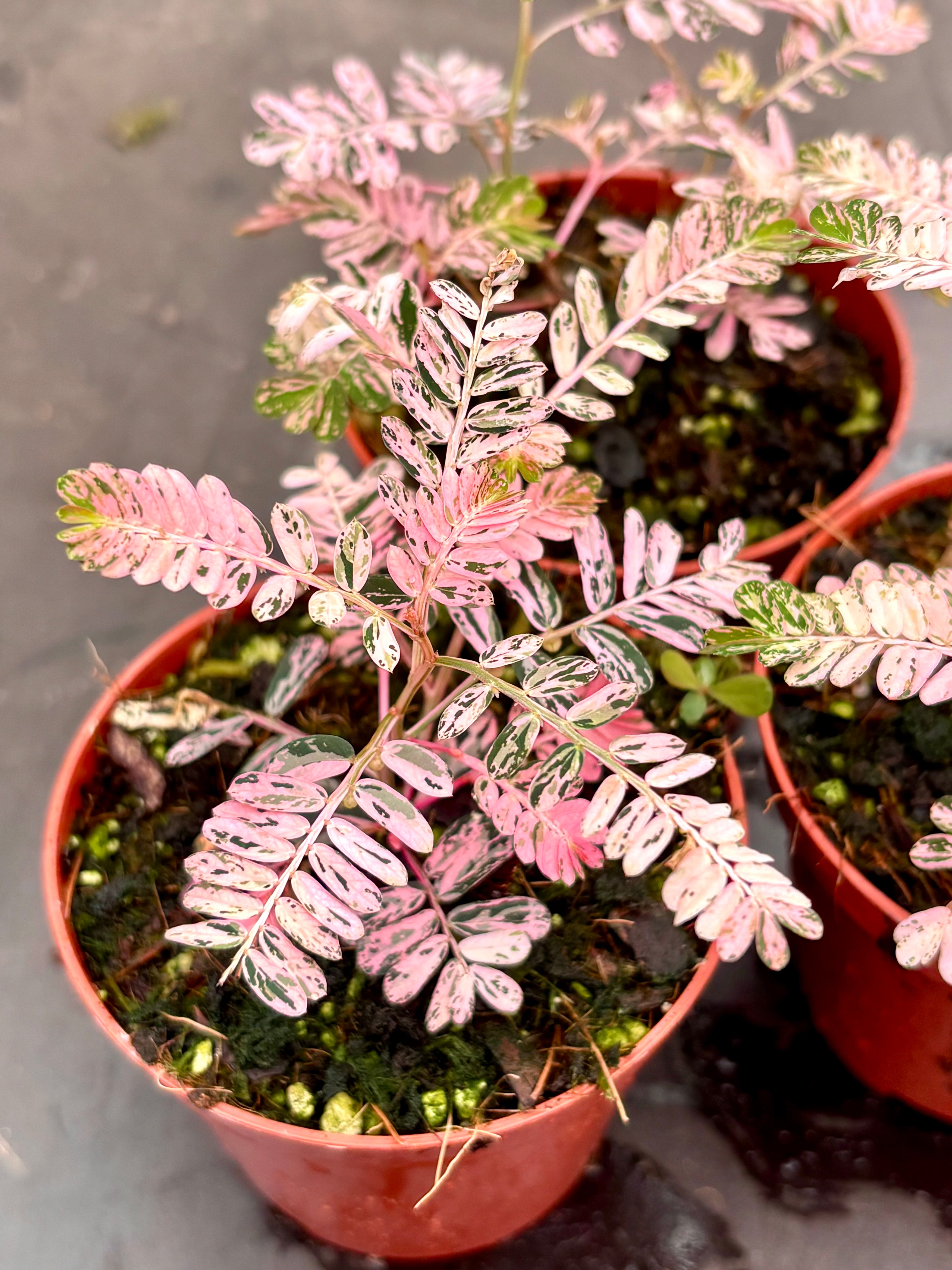 Phyllanthus Urinaria Pink Variegata – Exotic-Flowers