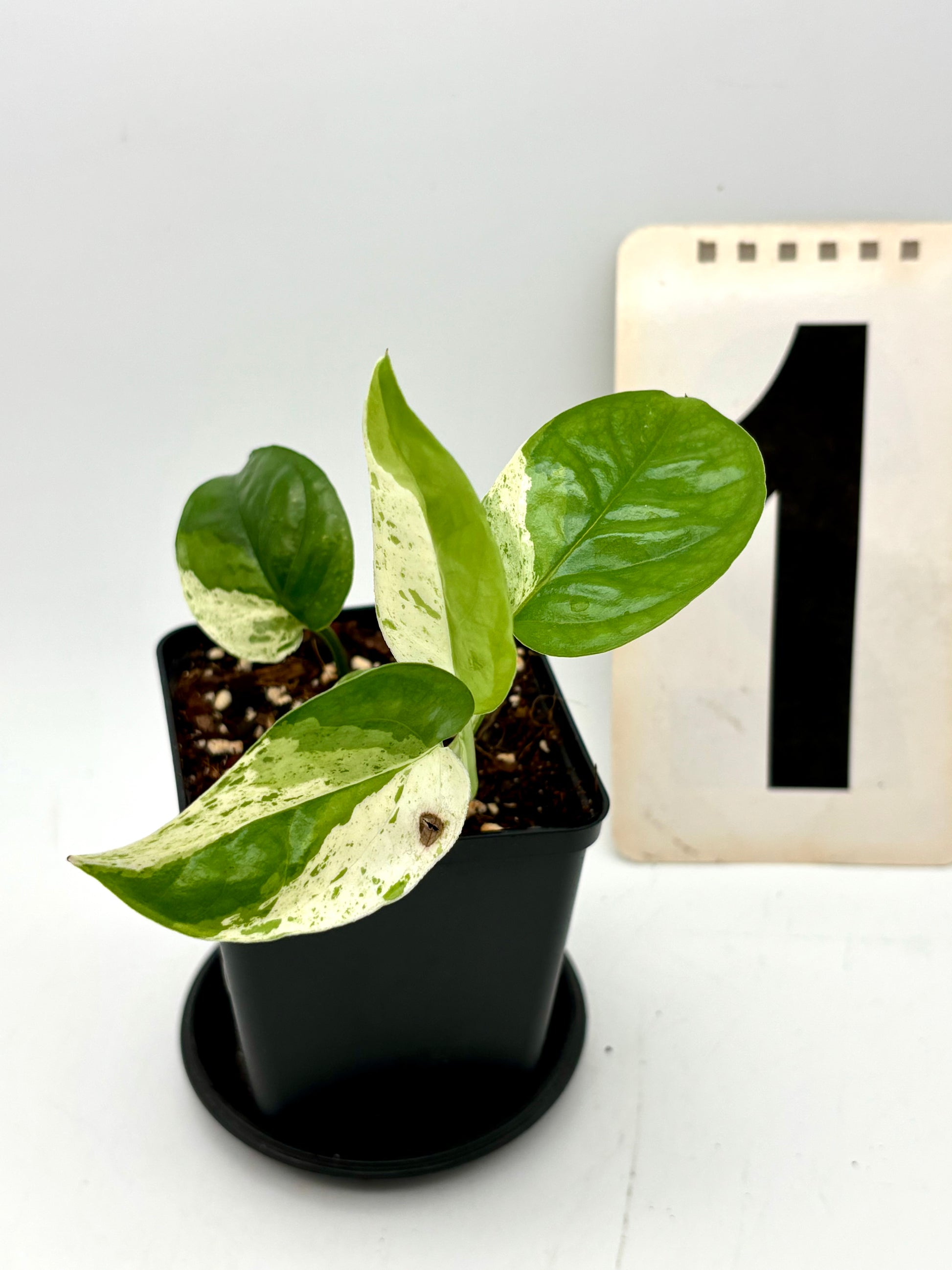 Epipremnum Pinnatum Marble Variegata