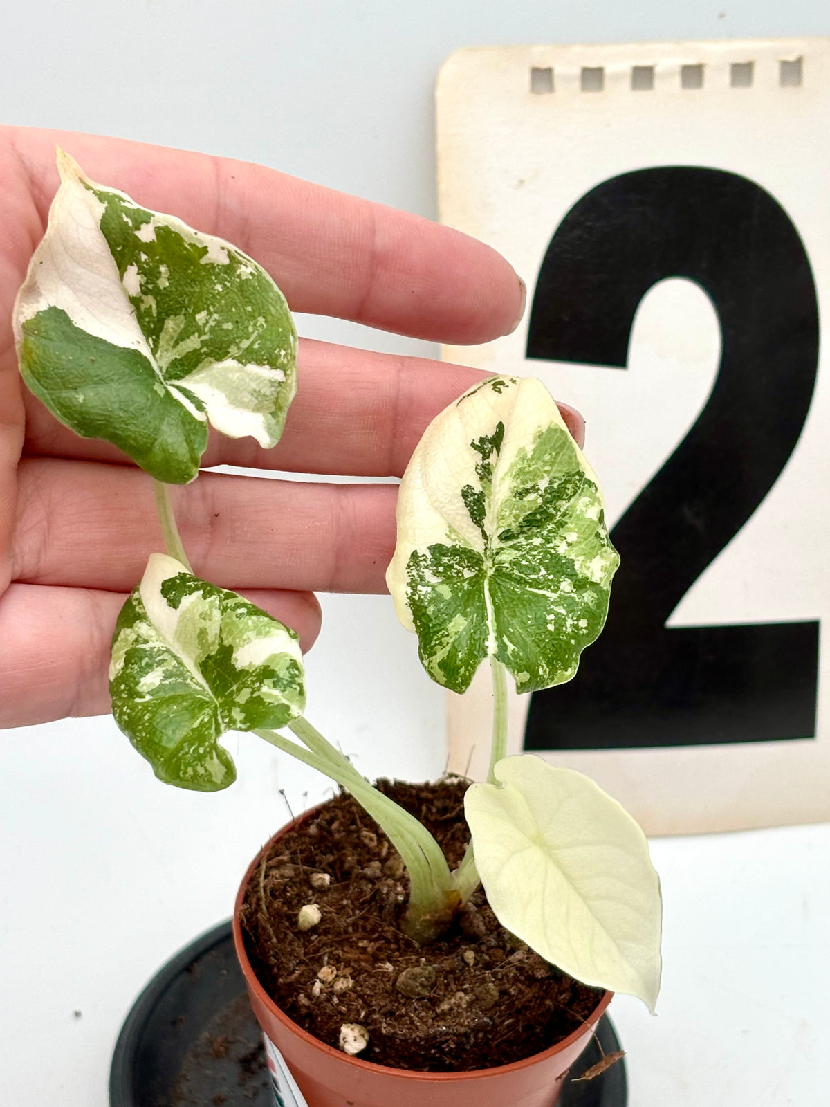 Alocasia Melo Albo Variegata