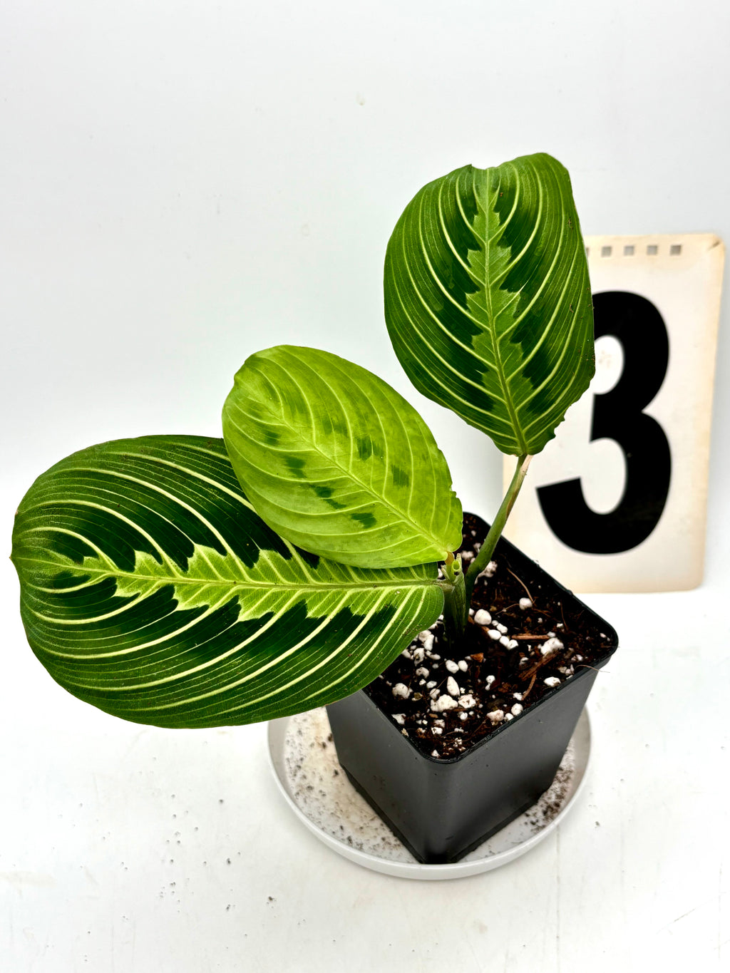 Maranta Lemon Lime