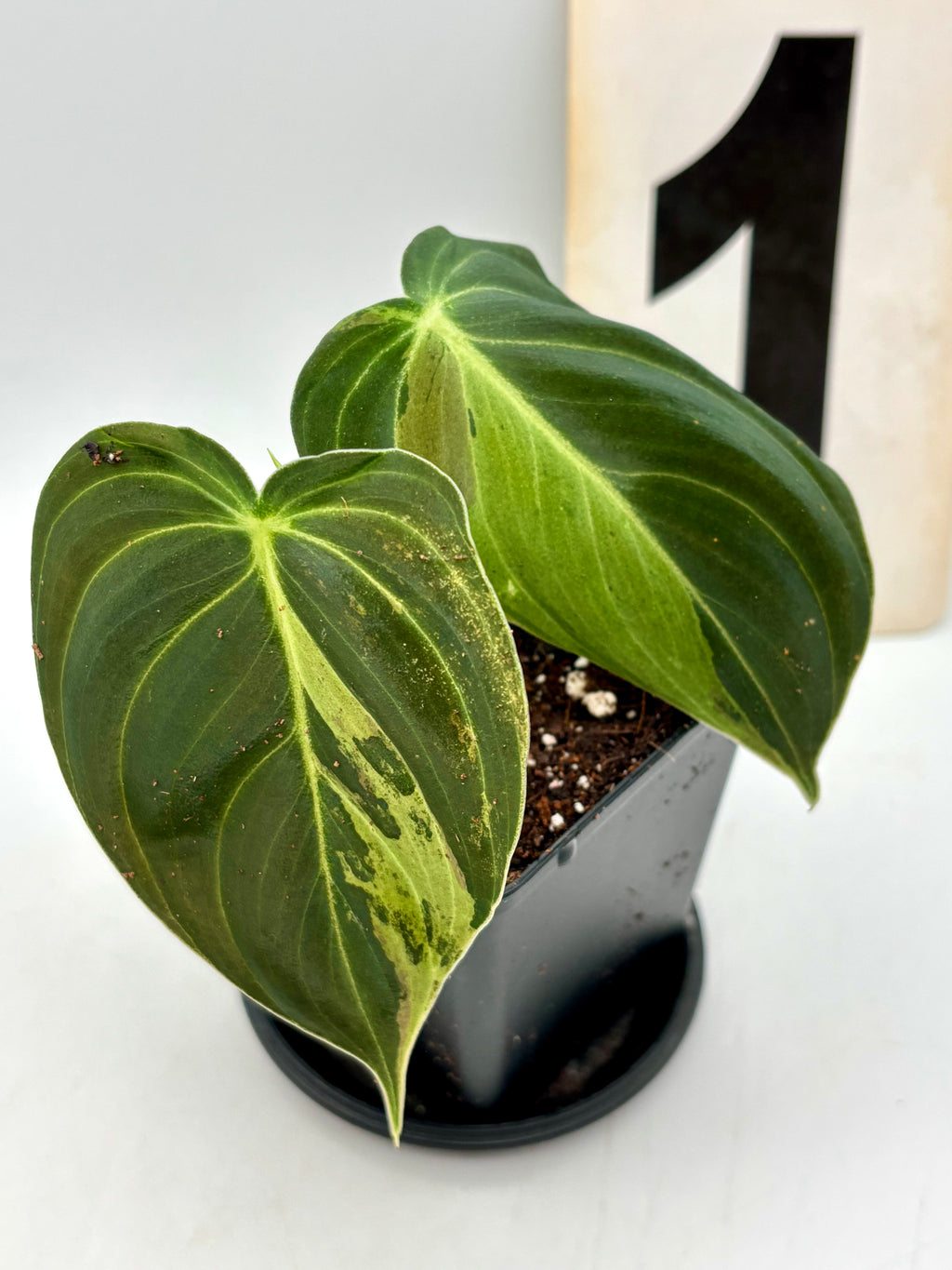 Philodendron Melanochrysum Variegata Pflanze mit grünen und gelblichen Blättern, exotische Zimmerpflanze von Exotic-Flowers