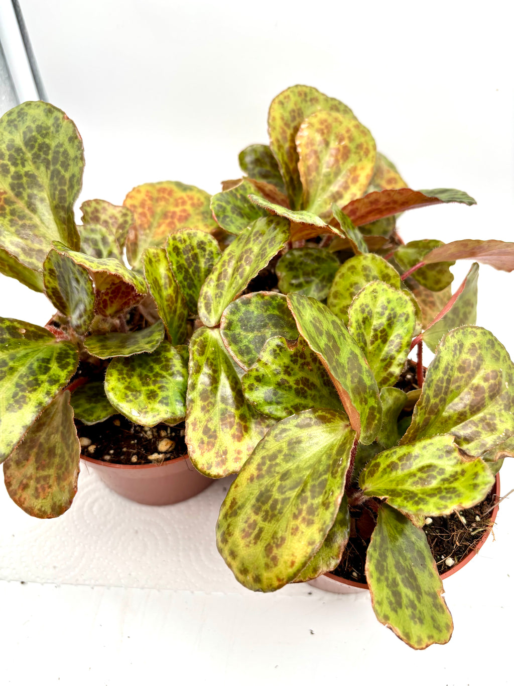 Begonia blancii Mottled von Exotic-Flowers mit gesprenkelten, weißen und grünen Blättern, Nahaufnahme der Pflanze