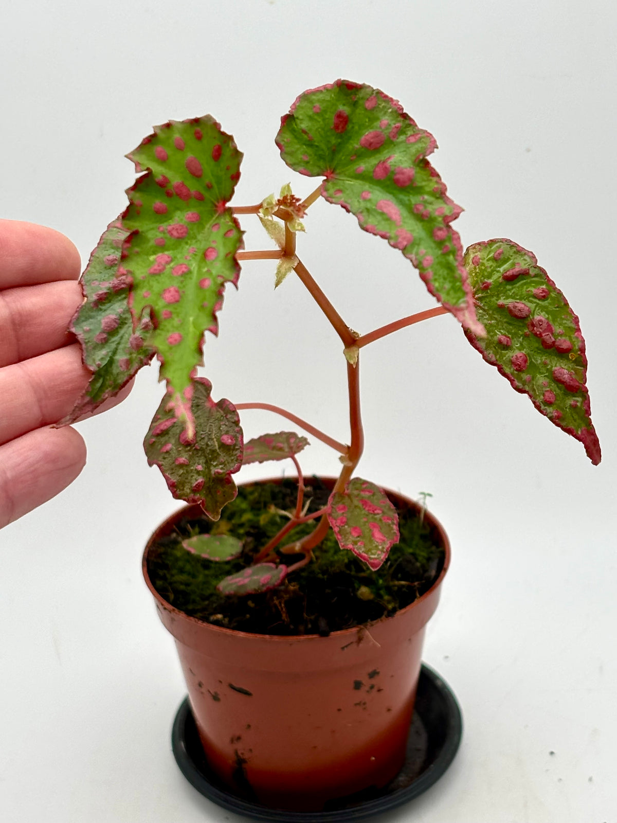 Begonie NoId Pink Lady von Exotic-Flowers mit pinken Blüten und grünen Blättern, Nahaufnahme der Pflanze.
