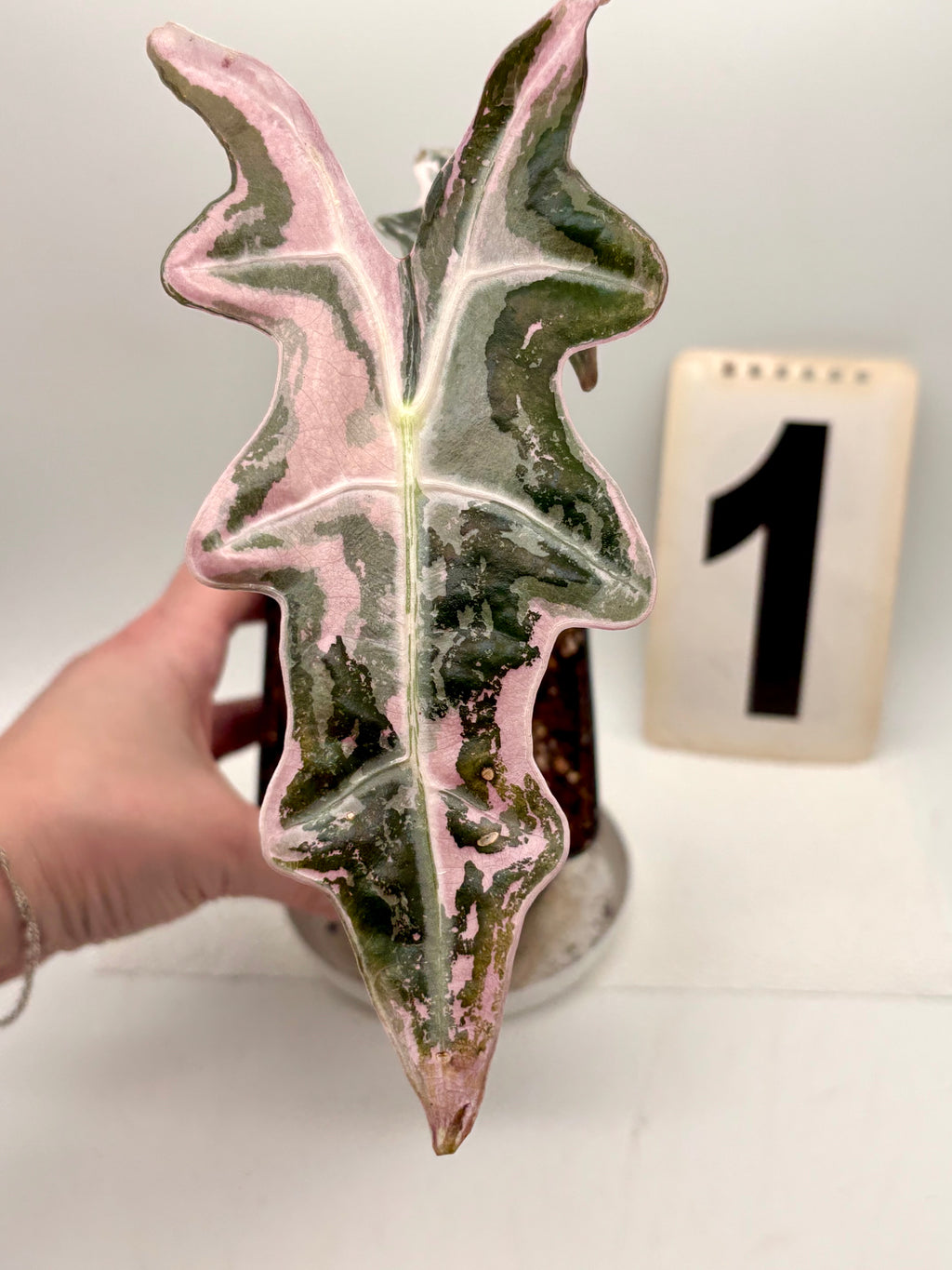 Alocasia Nobilis Variegata - Exotic-Flowers