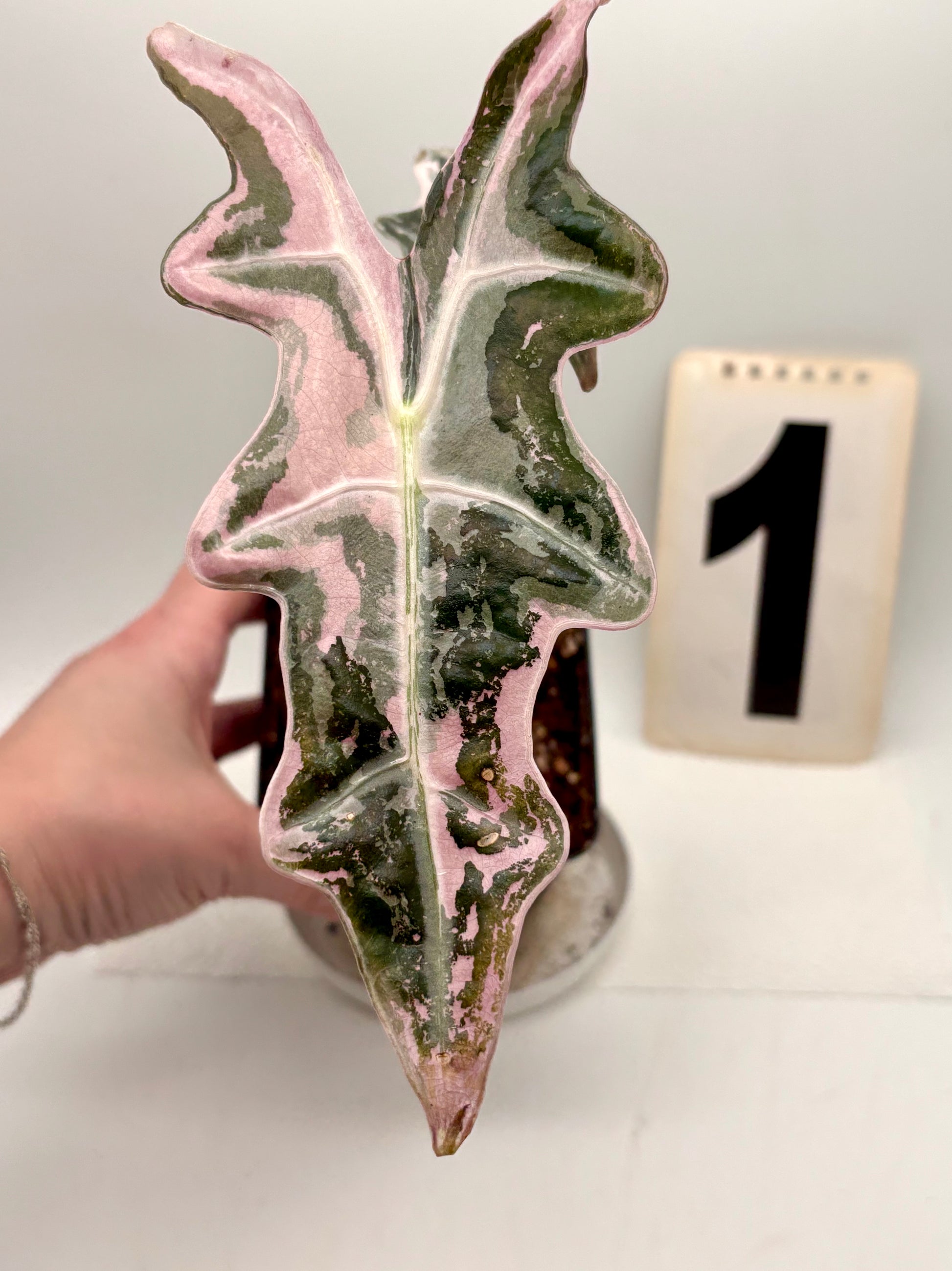 Alocasia Nobilis Variegata - Exotic-Flowers