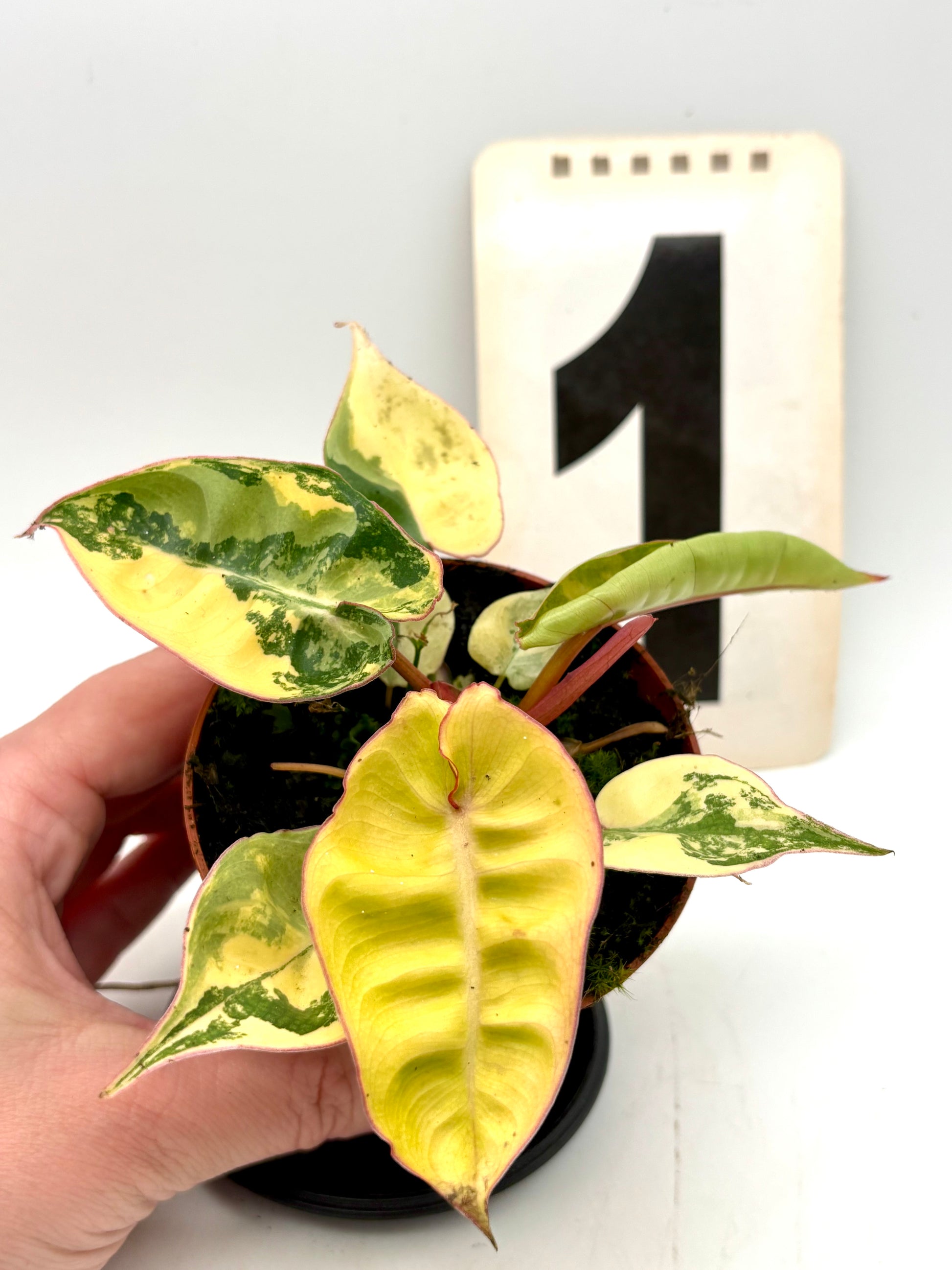 Philodendron Billietiae Variegata